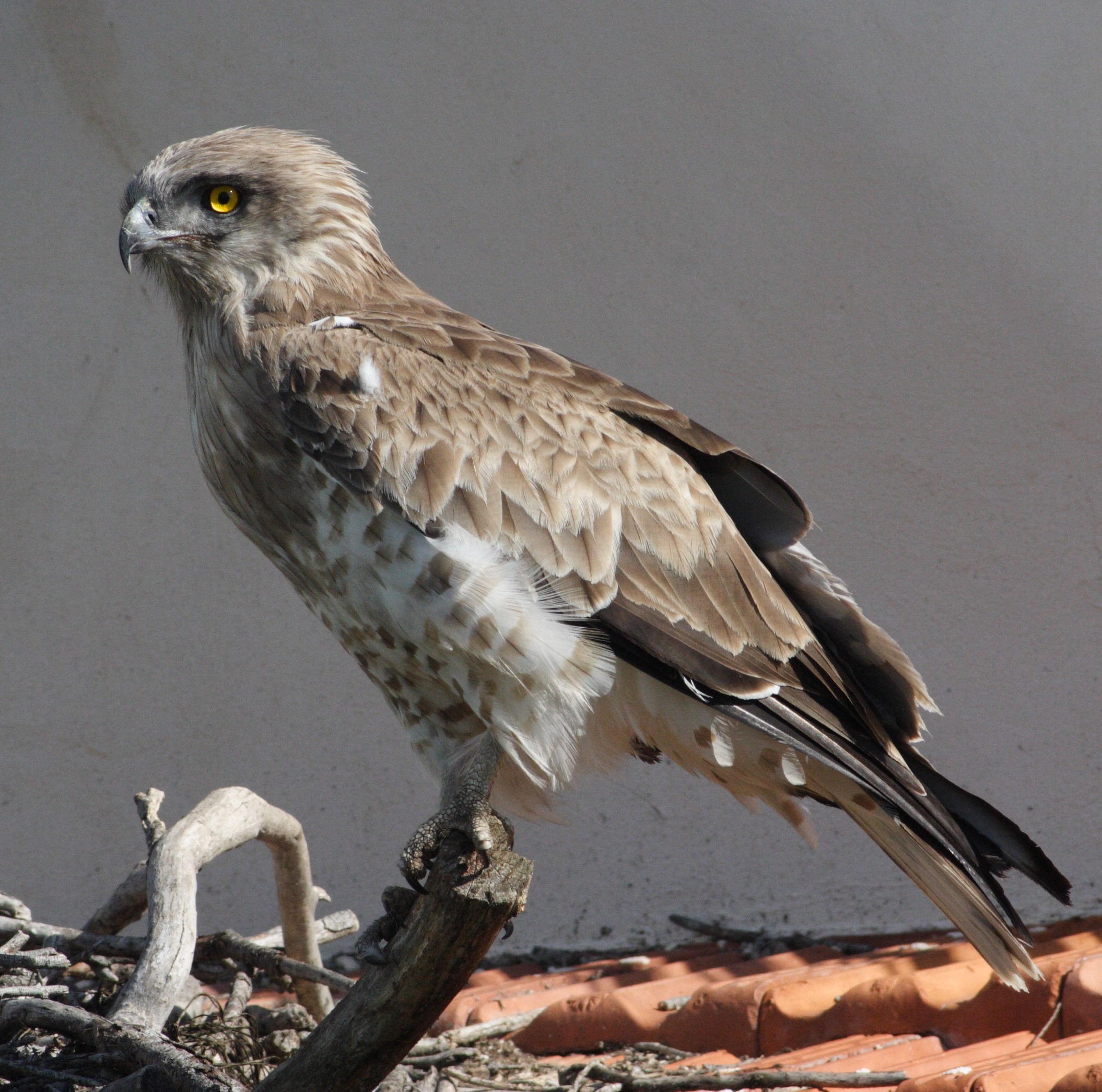 Afficher le média Circaetus_gallicus Circaetus_gallicus