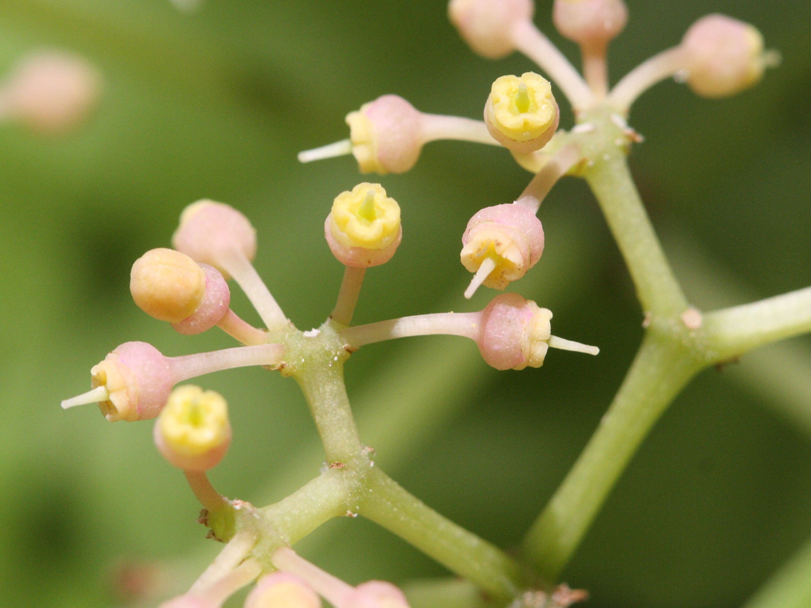 cissus_verticillata5md