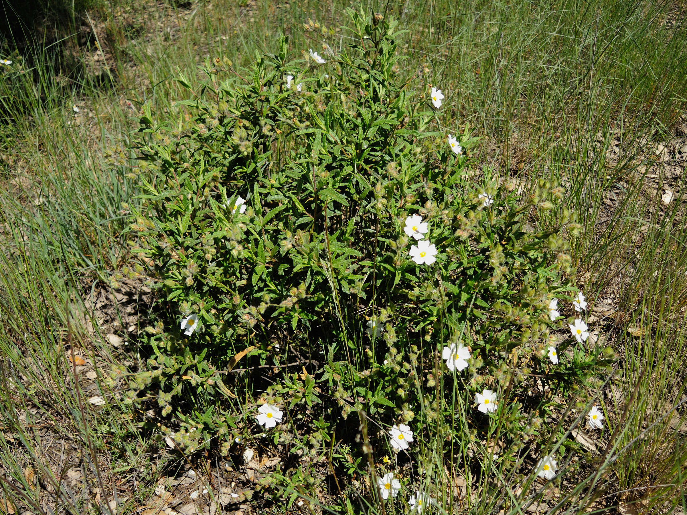 Cistus_monspeliensis