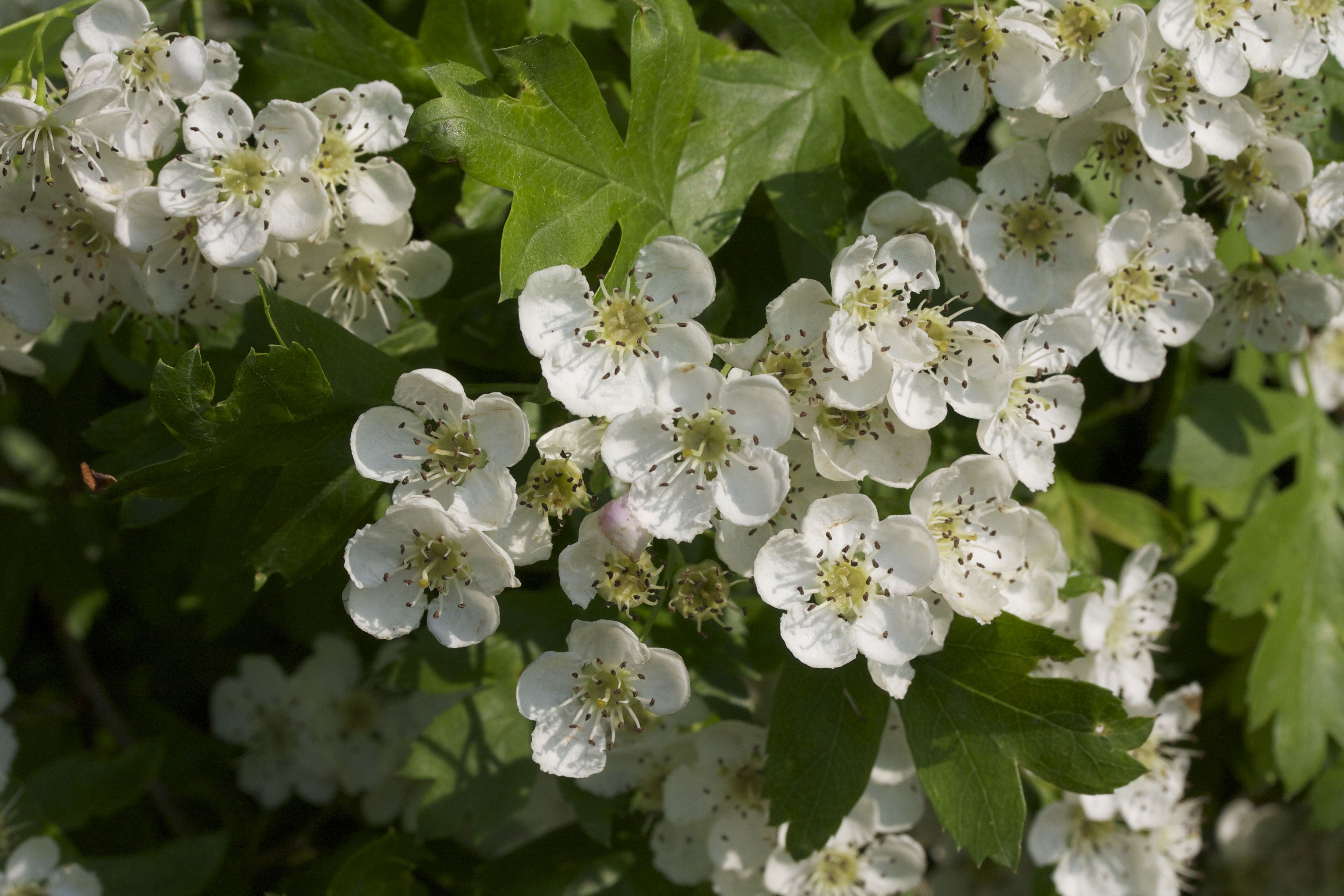 crataegus_monogyna3md