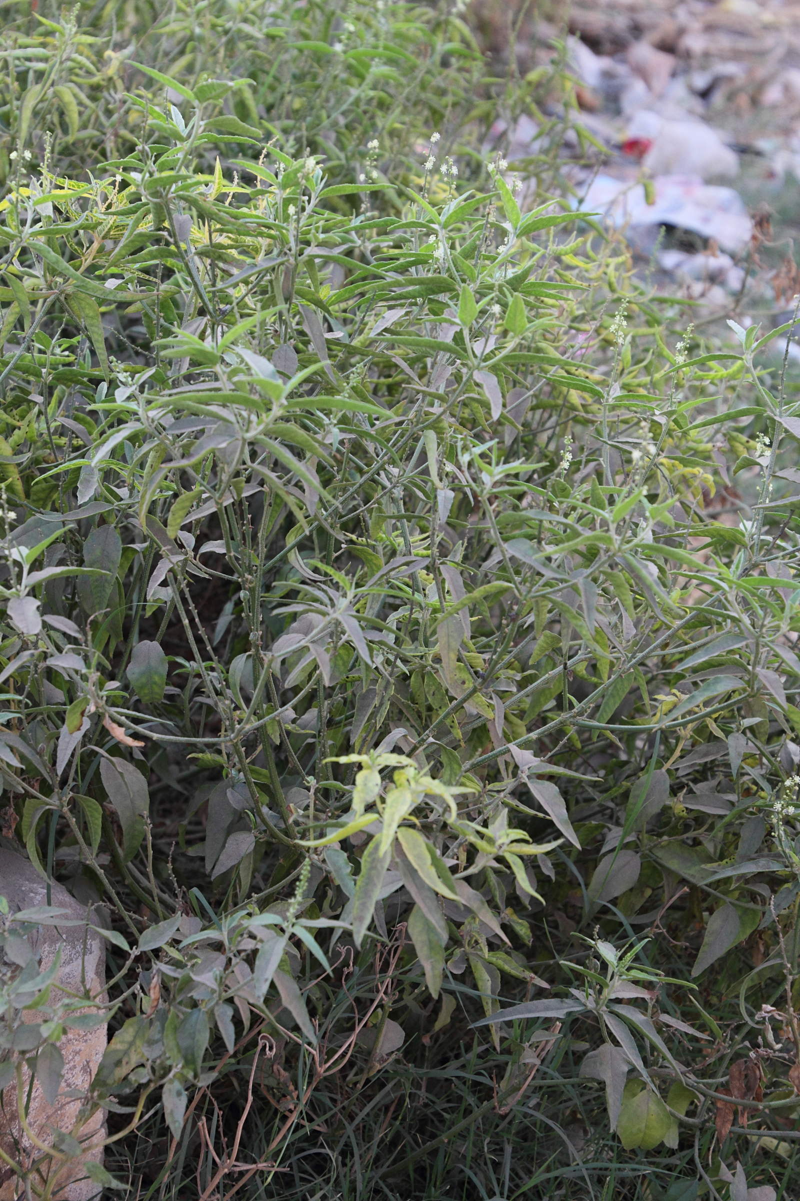 croton_bonplandianus6md