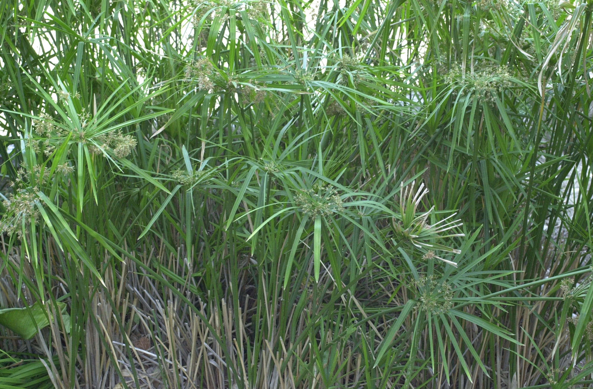 cyperus_involucratus1md