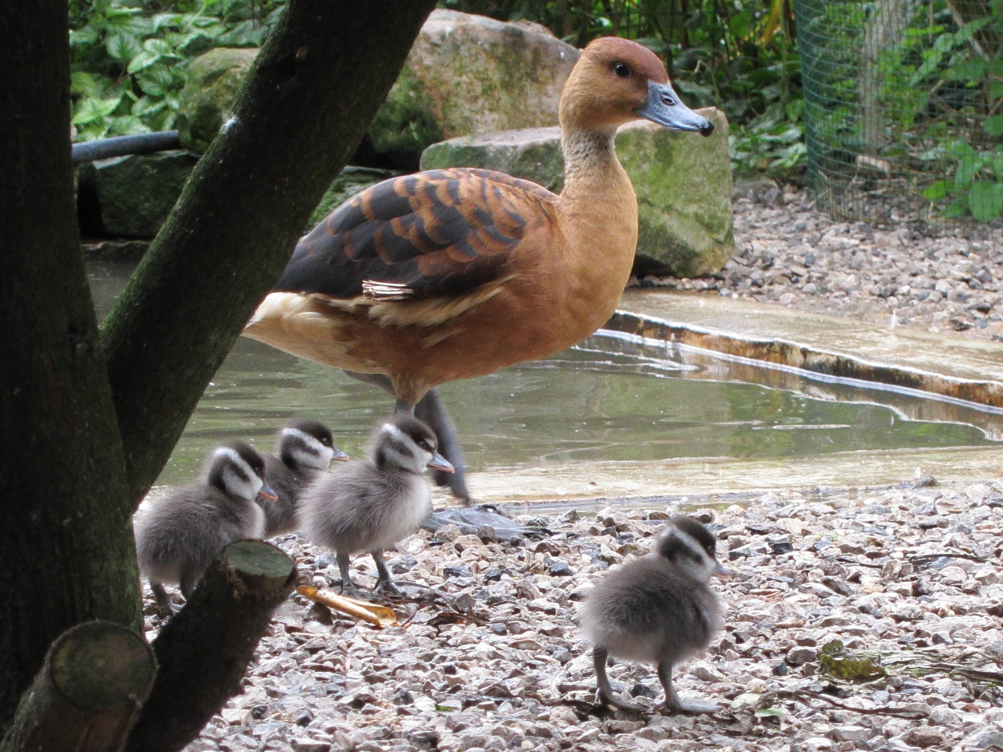 dendrocygne_fauve_-_dendrocygna_bicolor6bd