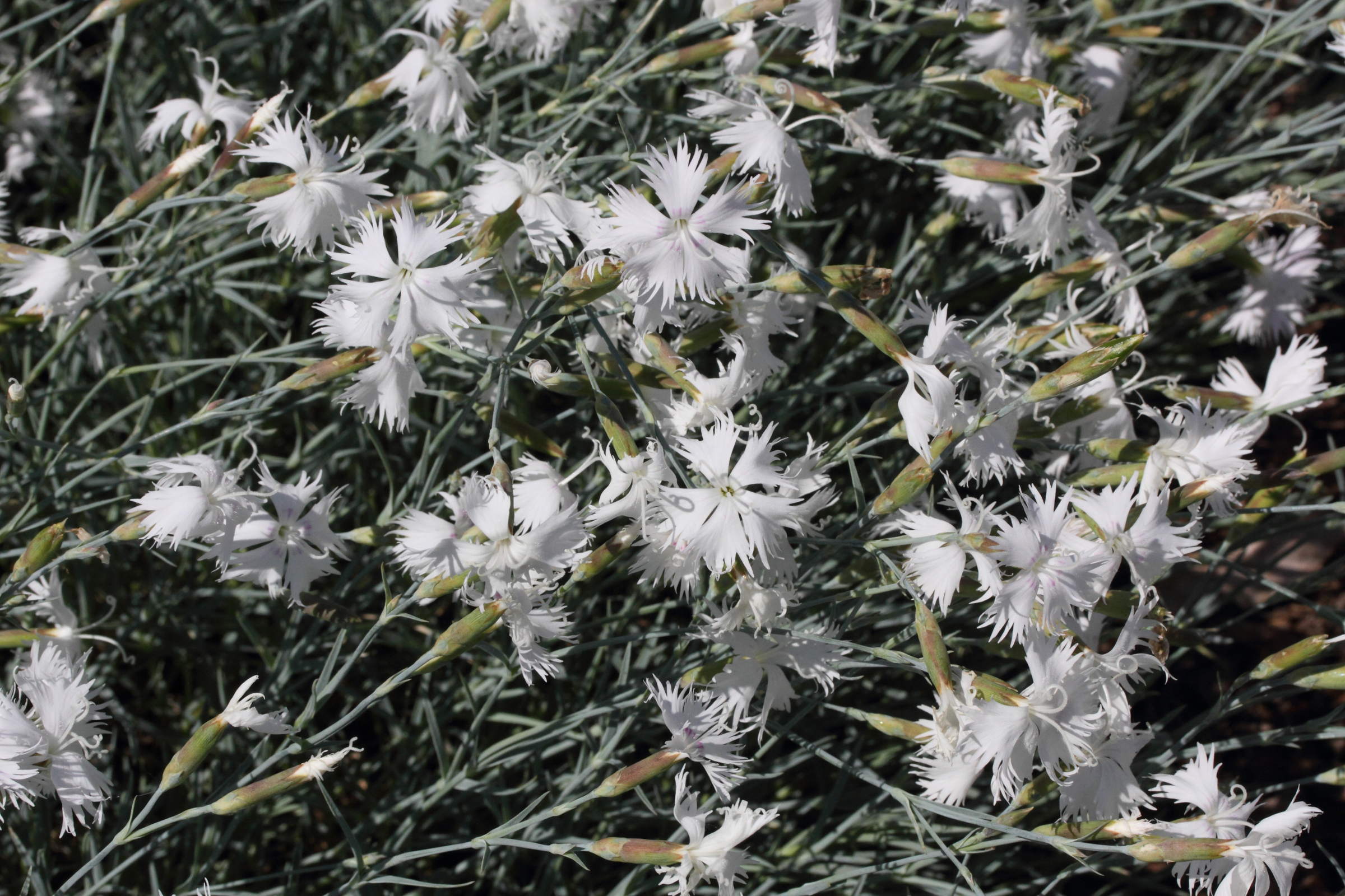 Afficher le média dianthus_plumarius2md dianthus_plumarius2md