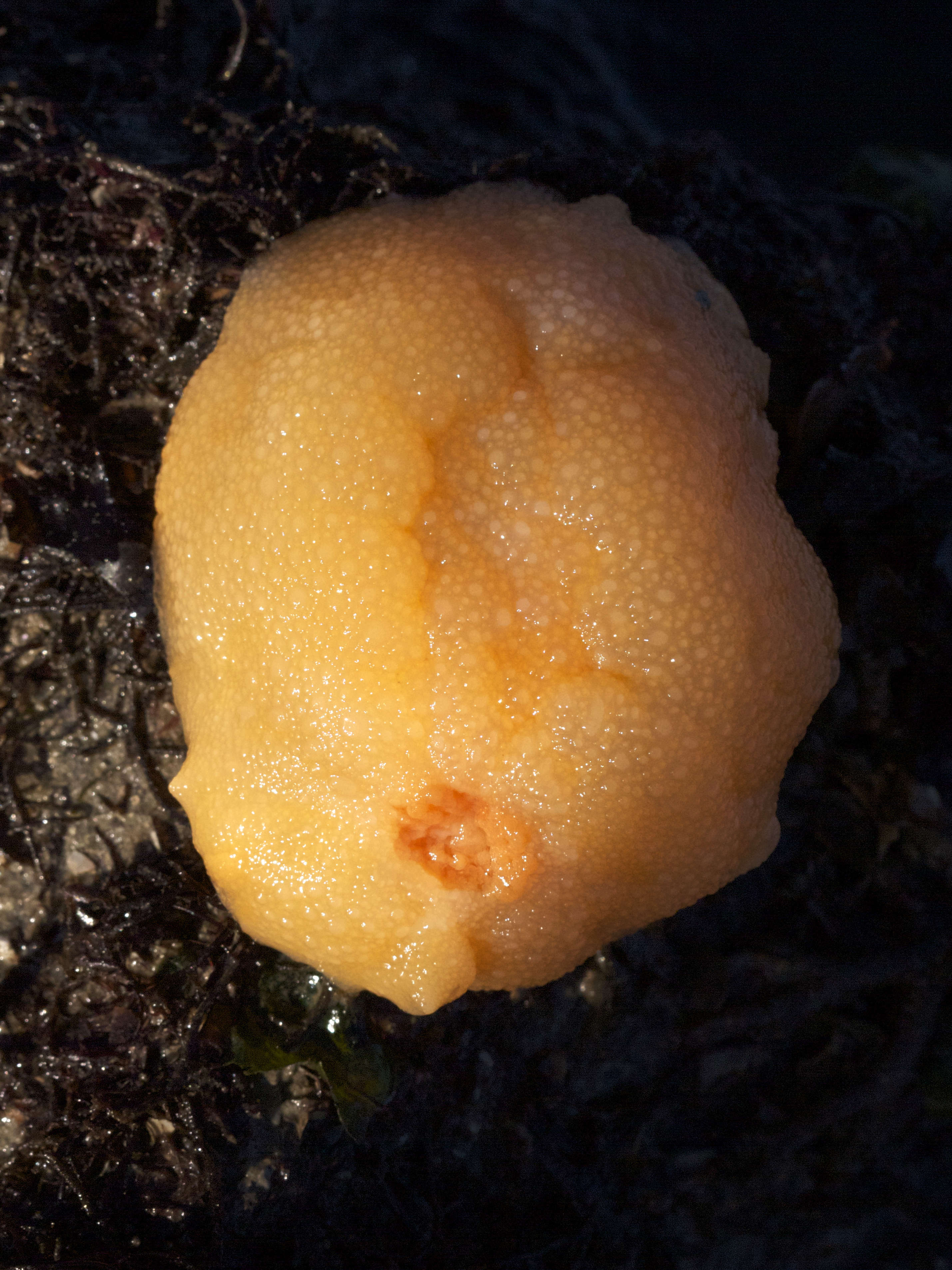 doris_pseudoargus4bd