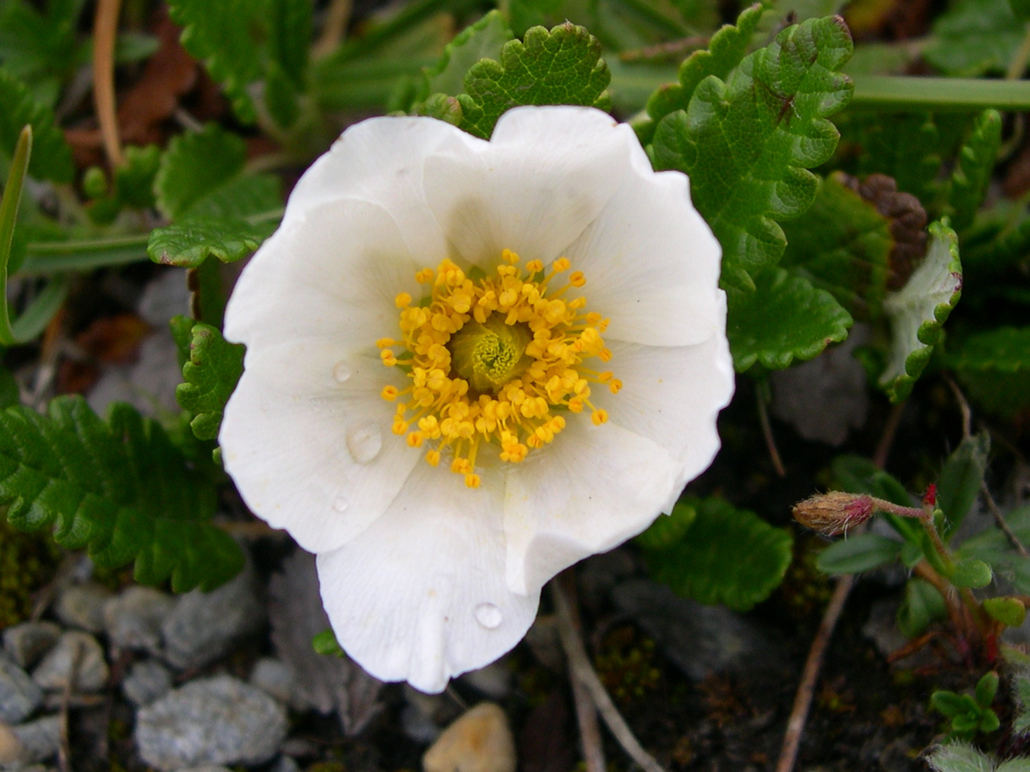 dryas_octopetala2bmd