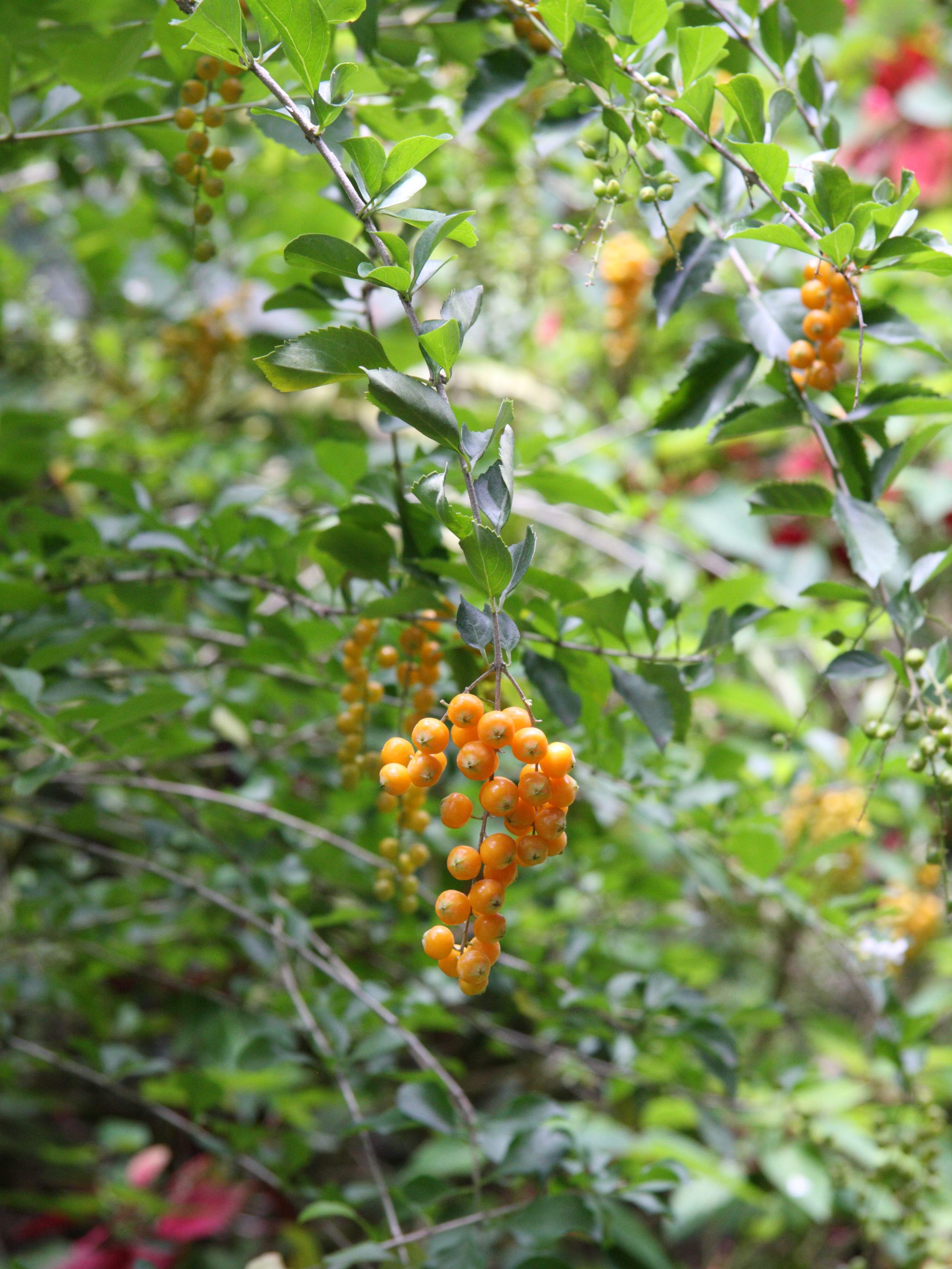 Afficher le média duranta_erecta4amd duranta_erecta4amd