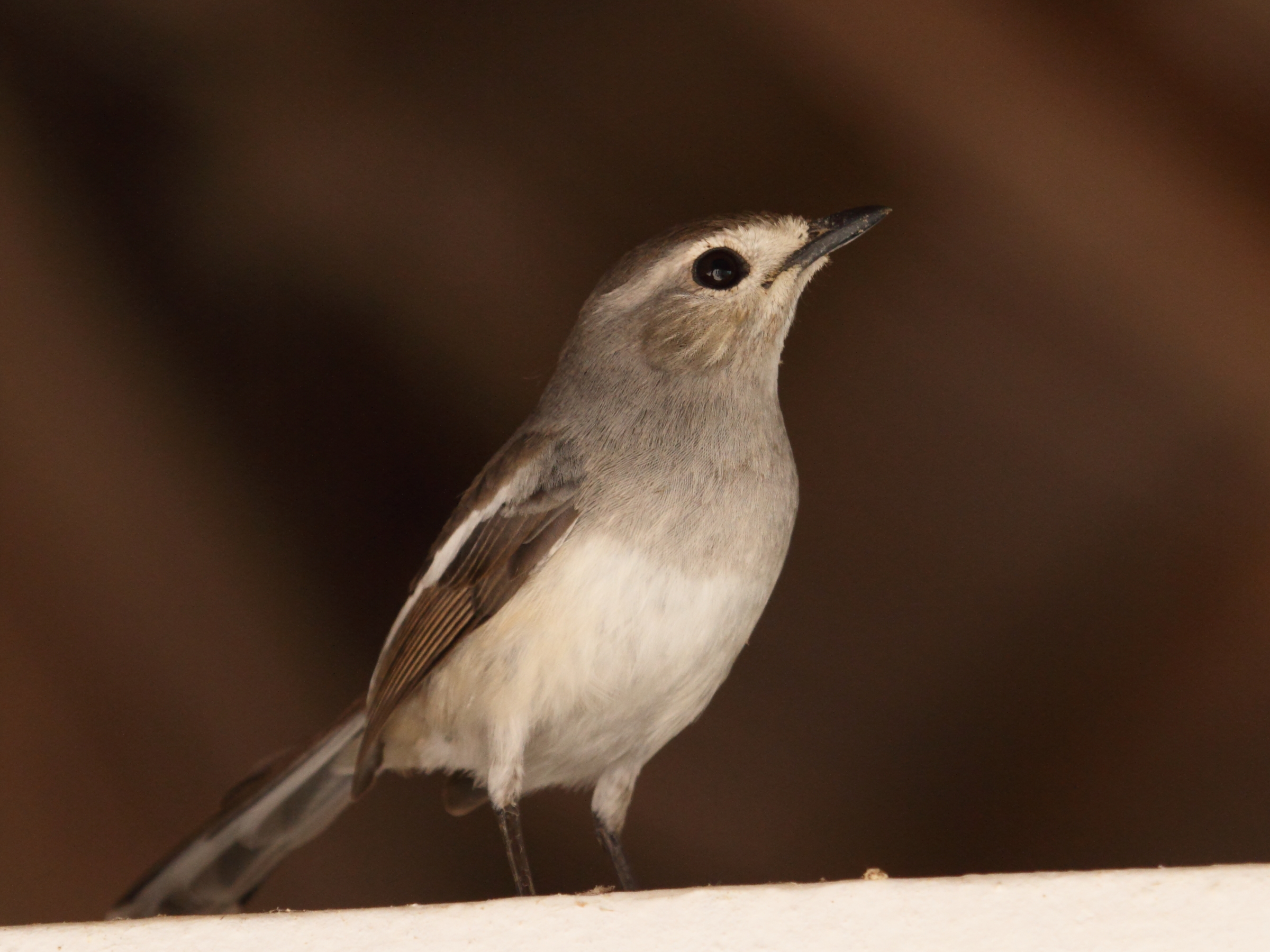 Afficher le média dyal_malgache_-_copsychus_albospecularis2bd dyal_malgache_-_copsychus_albospecularis2bd