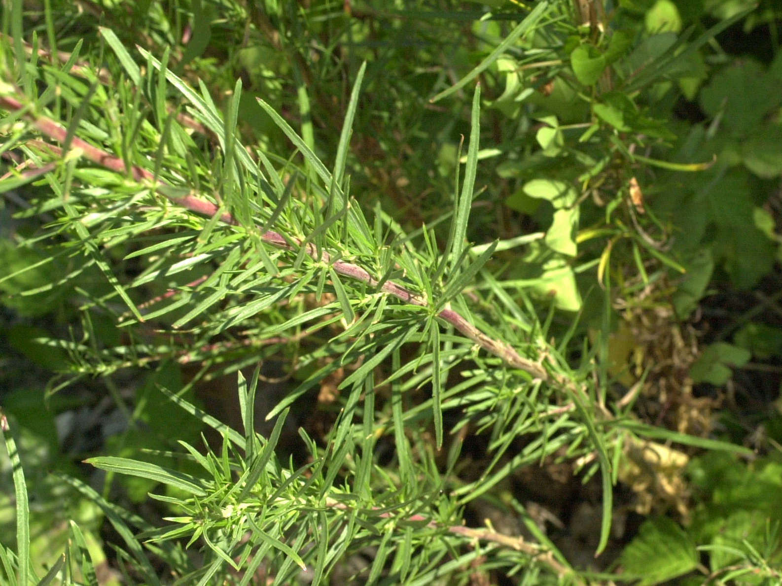 Afficher le média epilobium_dodonaei3md epilobium_dodonaei3md