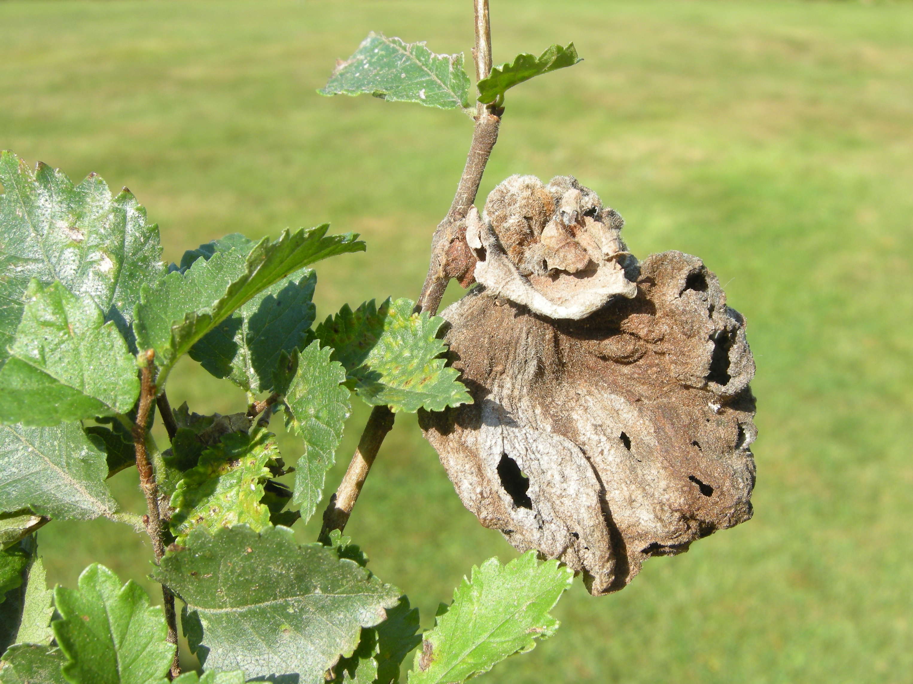 eriosoma_lanuginosum_galle2md