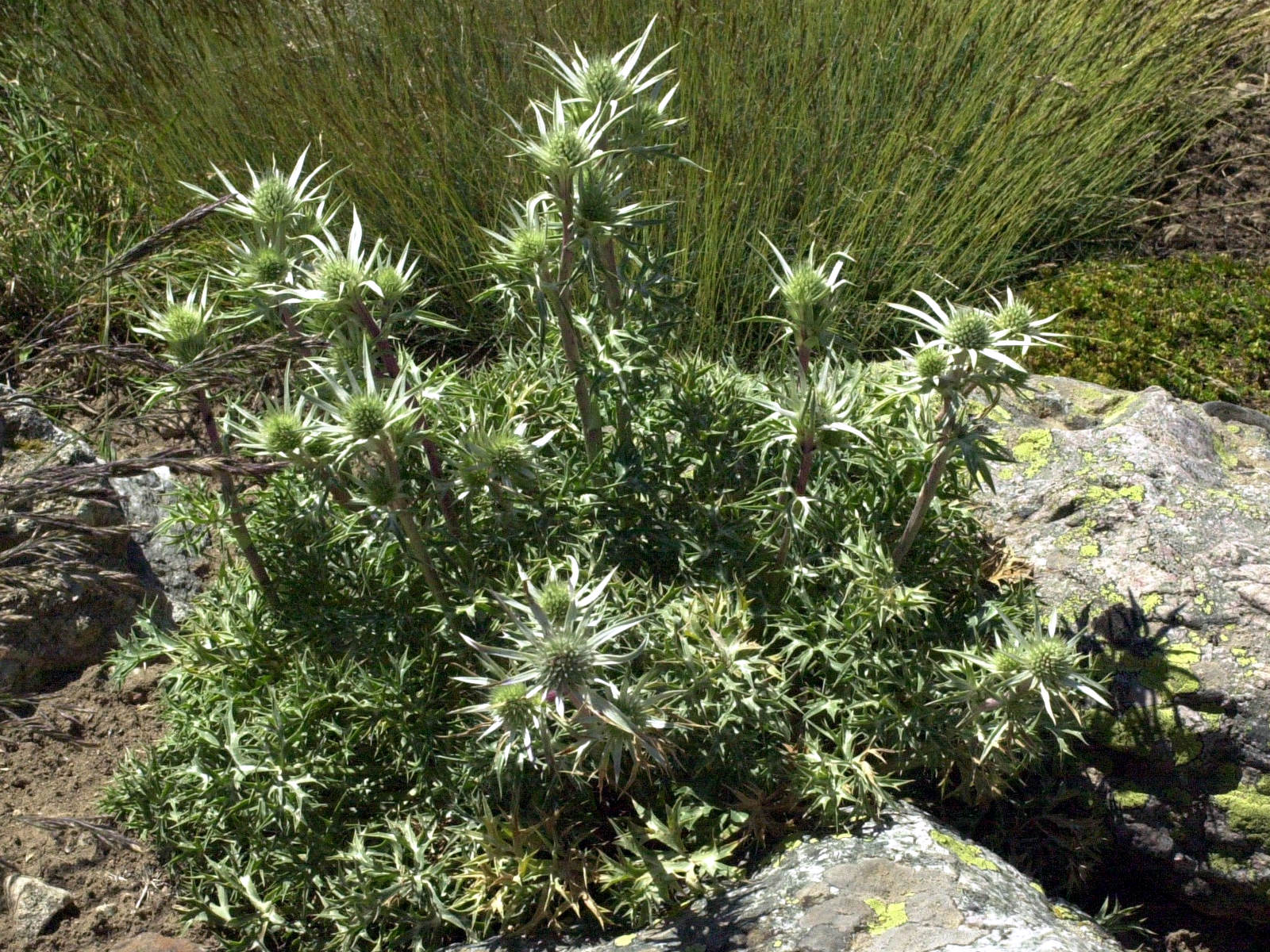 Afficher le média eryngium_bourgatii1md eryngium_bourgatii1md