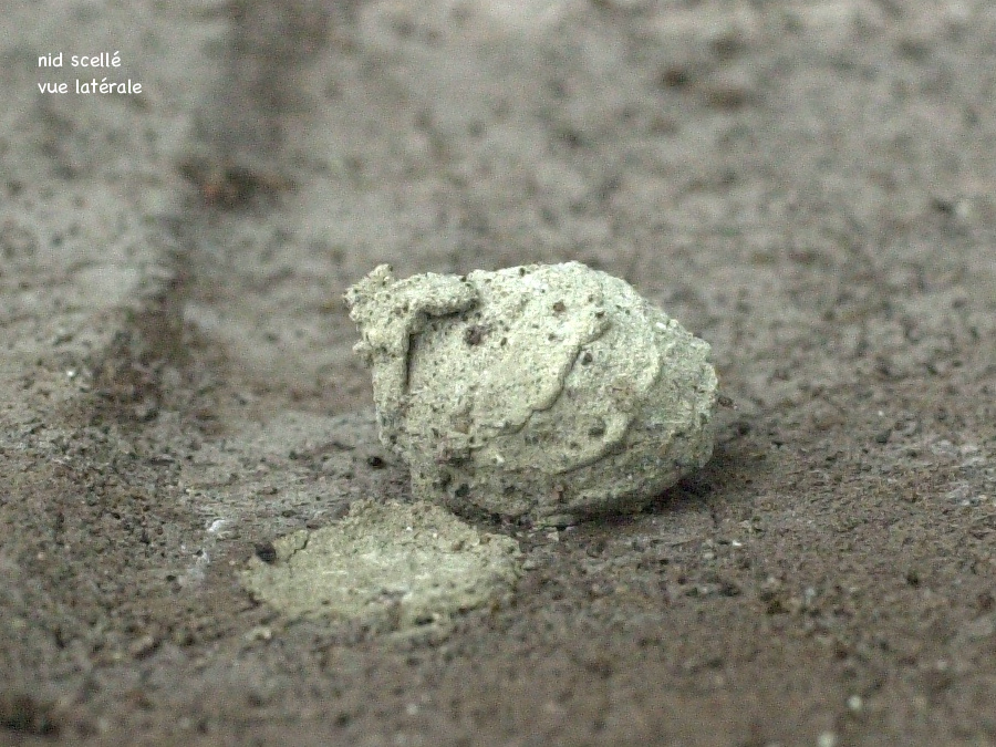 eumenes_pomiformis2md