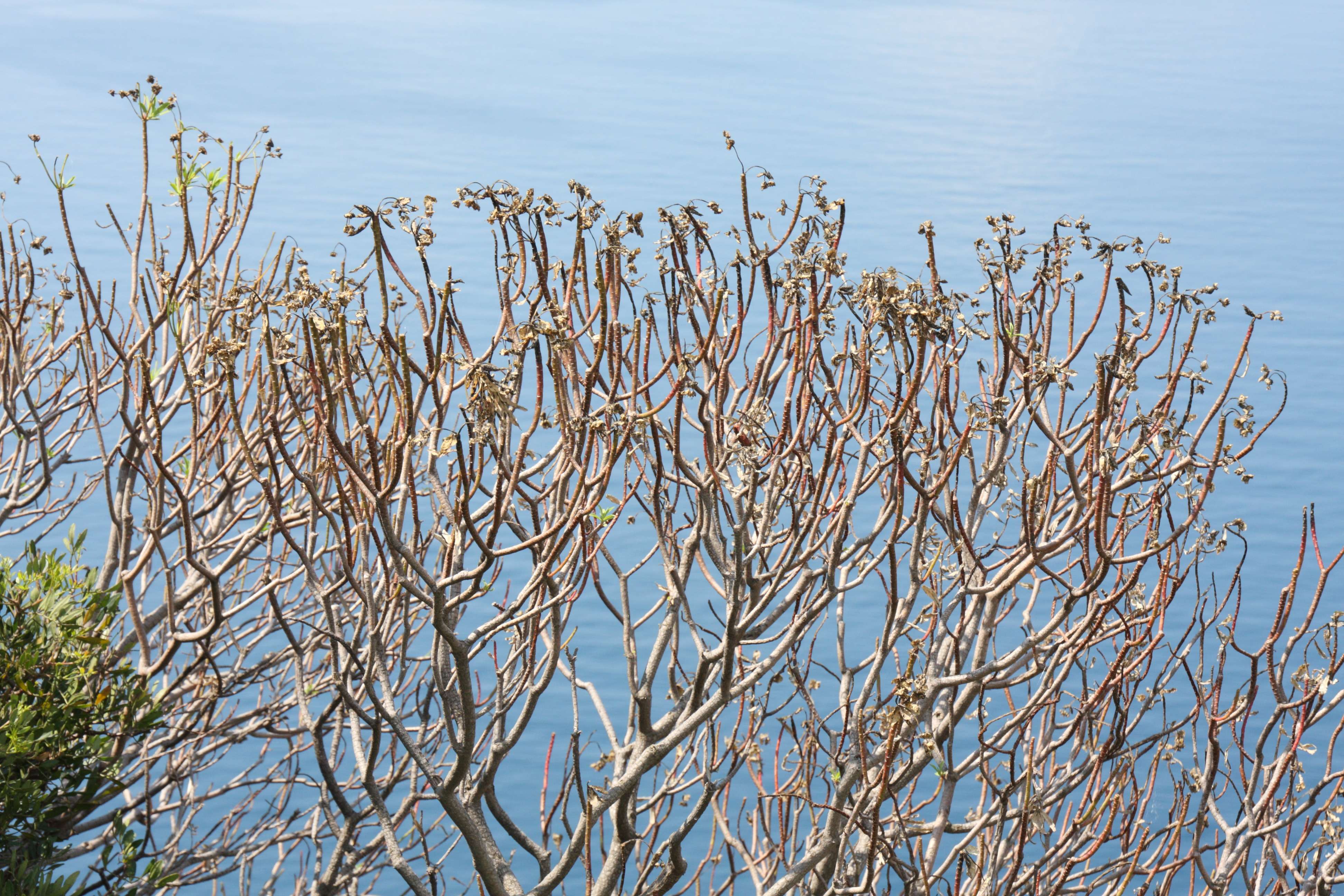 euphorbia_dendroides7bd