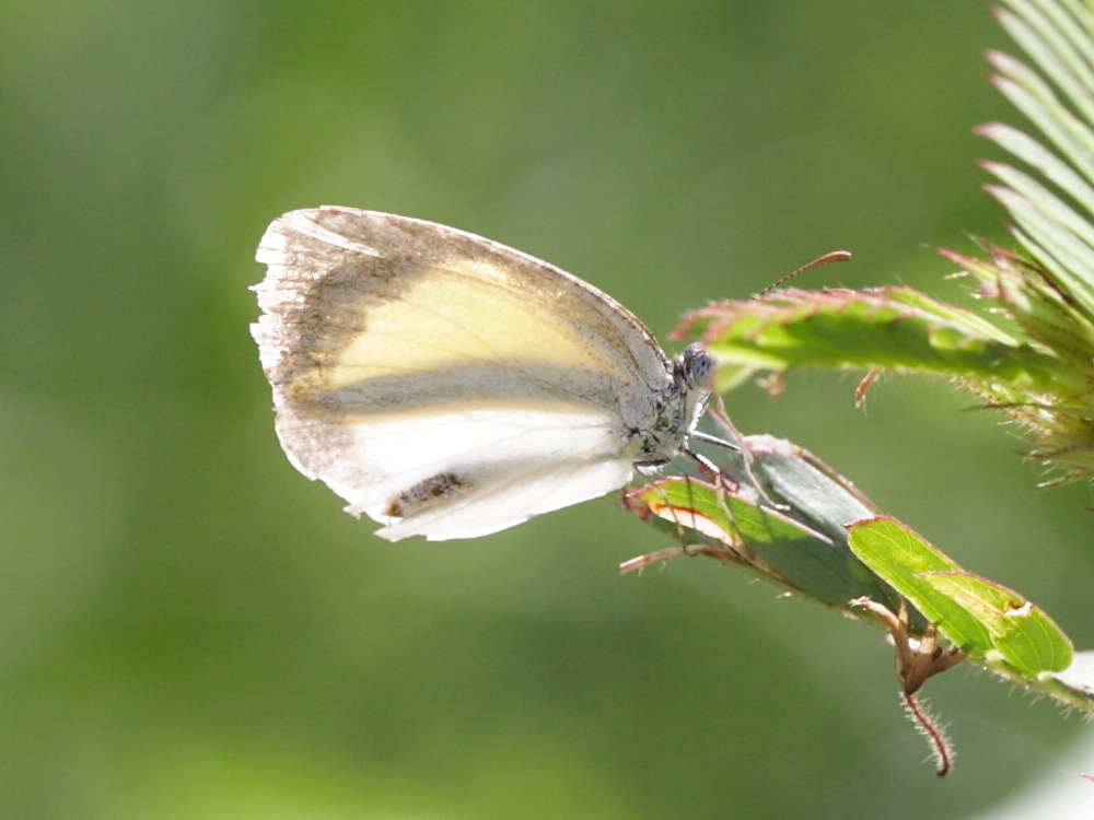 eurema_daira_palmira1md