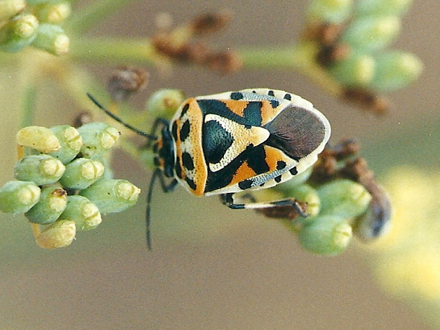 eurydema_ornata2md