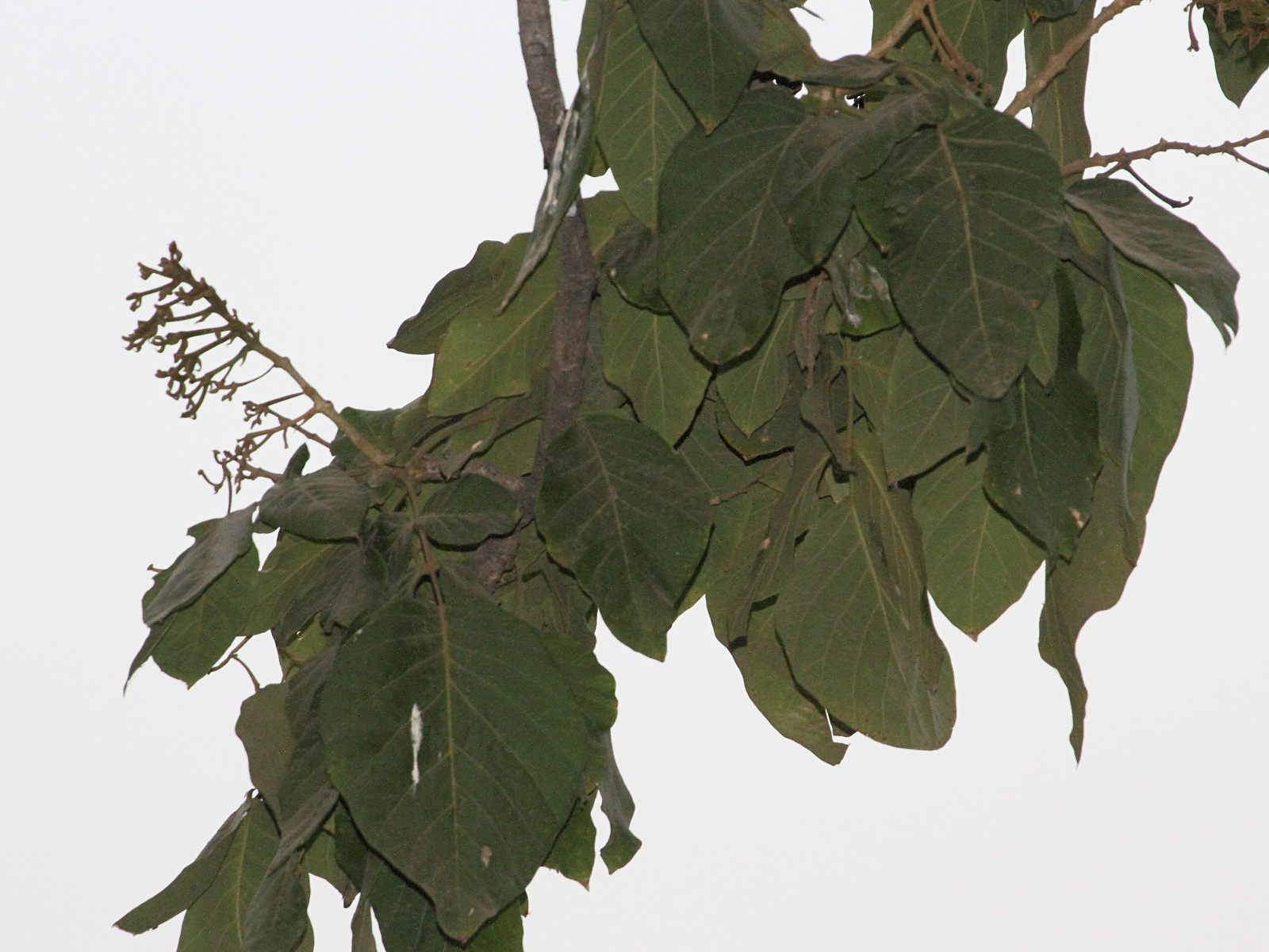 fernandoa_adenophylla1md