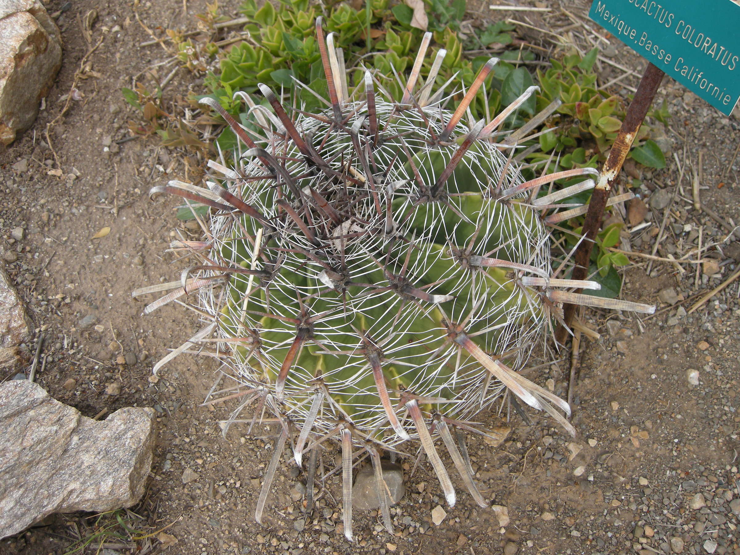 Afficher le média ferocactus_coloratus1bd ferocactus_coloratus1bd