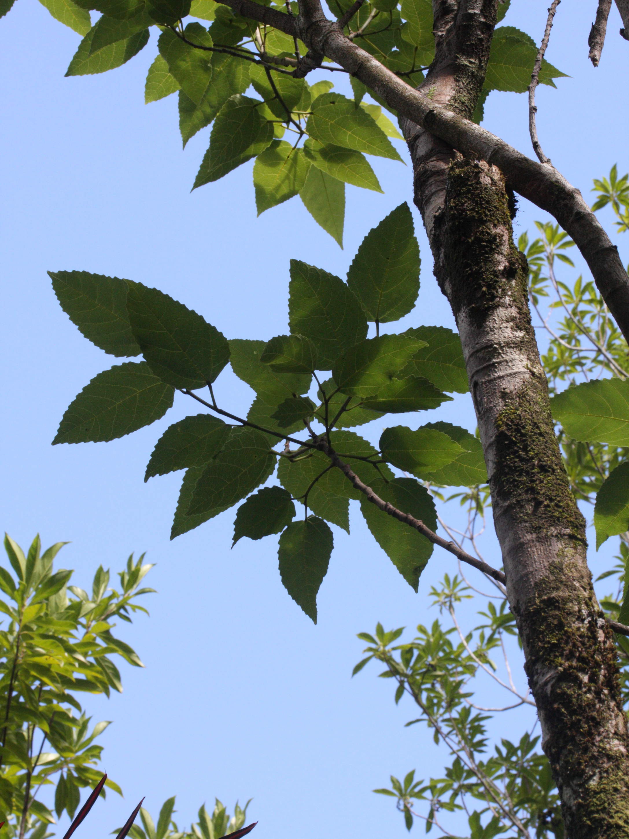 ficus_lateriflora2md