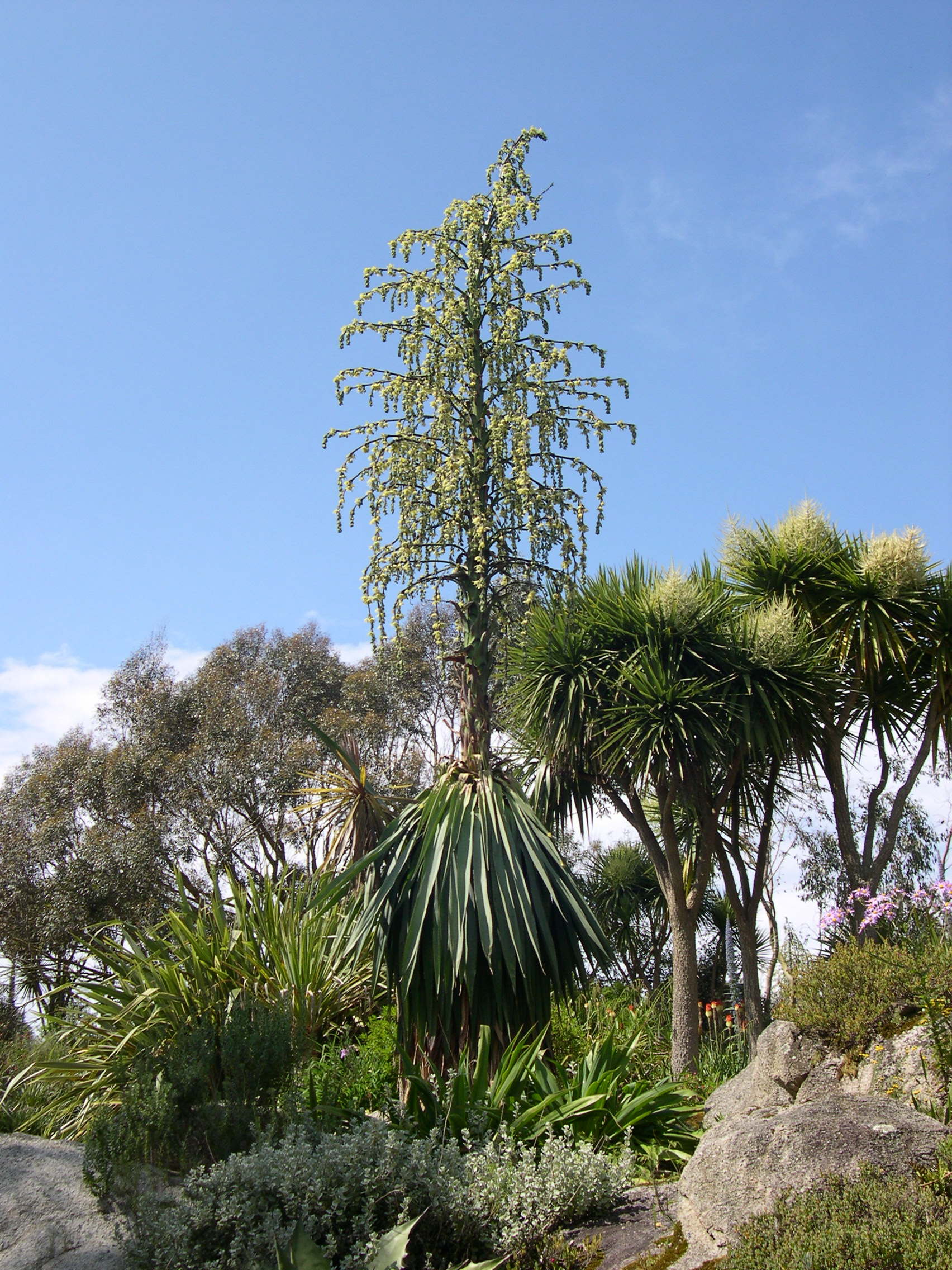 furcraea_longaeva3md