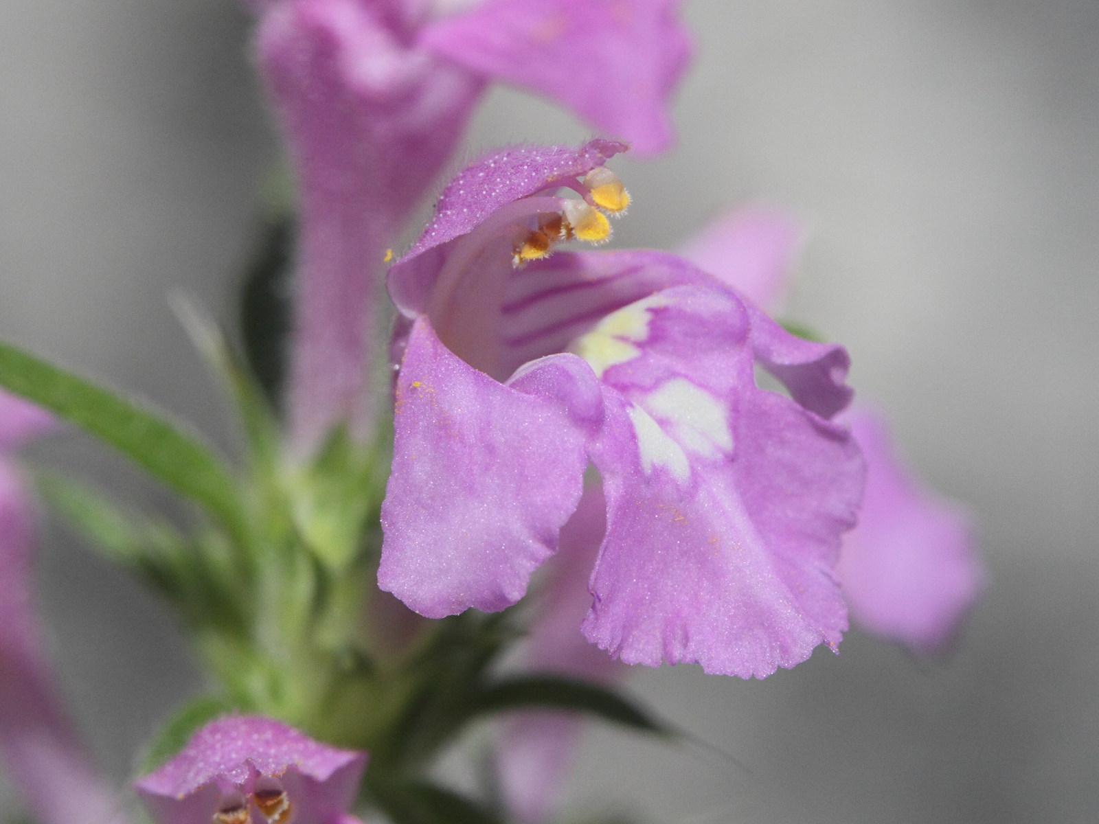 galeopsis_ladanum3md