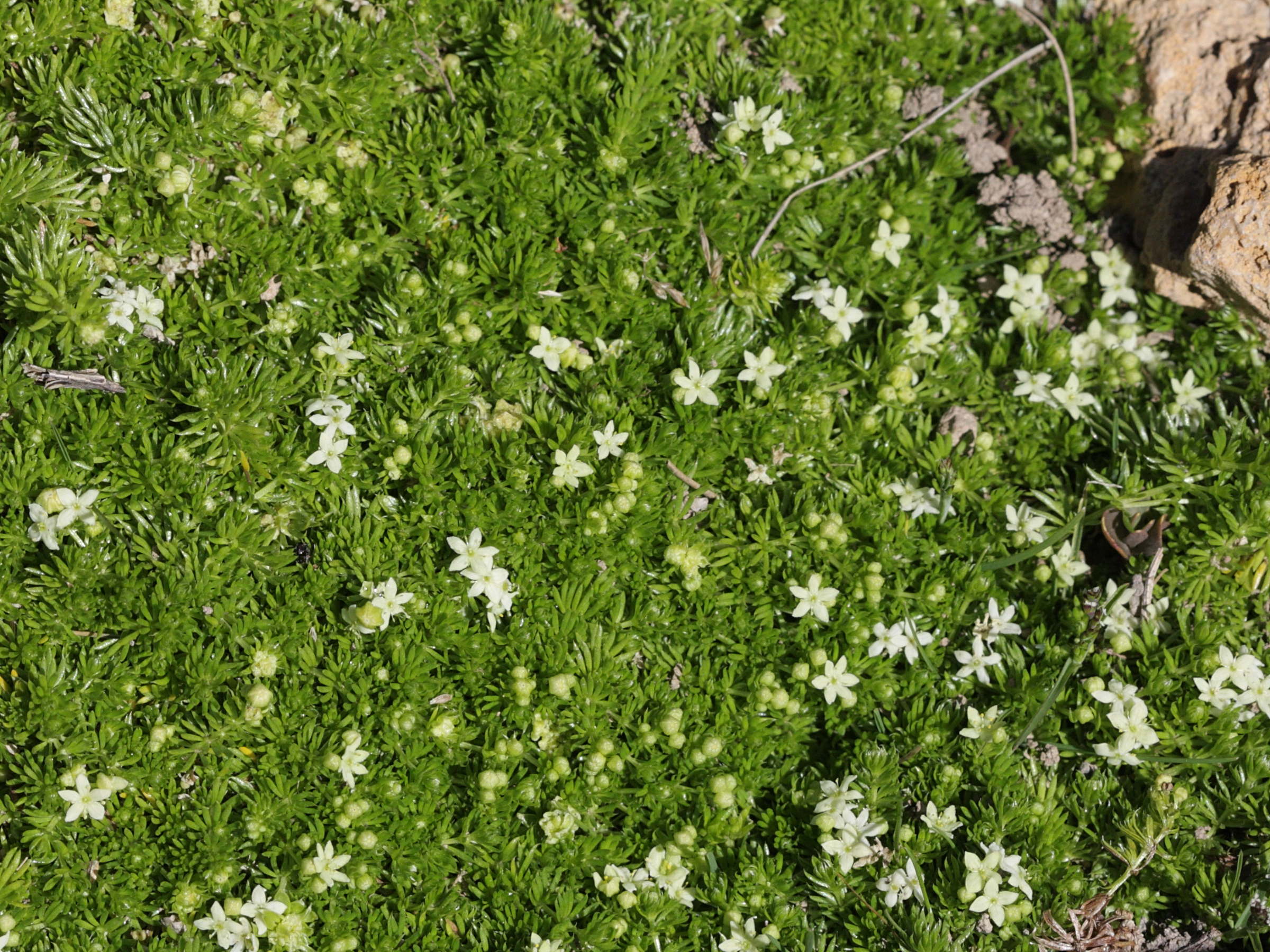 galium_cespitosum3bd