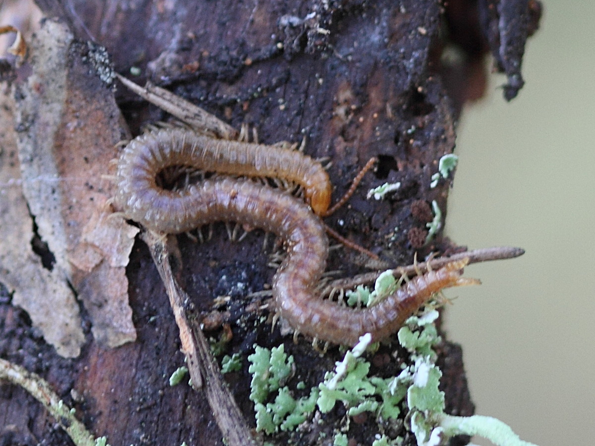 geophilus_carpophagus3bd