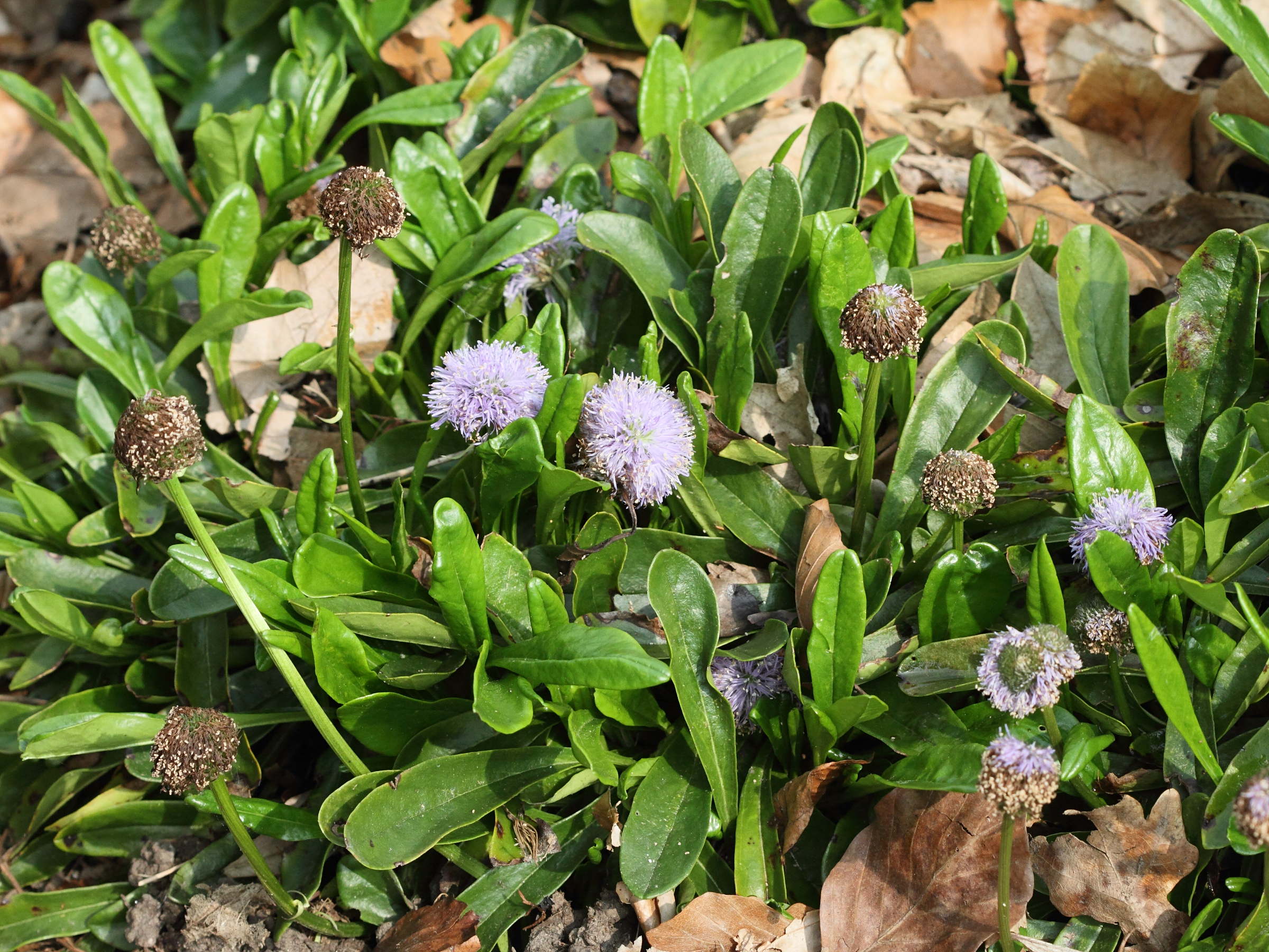 globularia_nudicaulis1bd