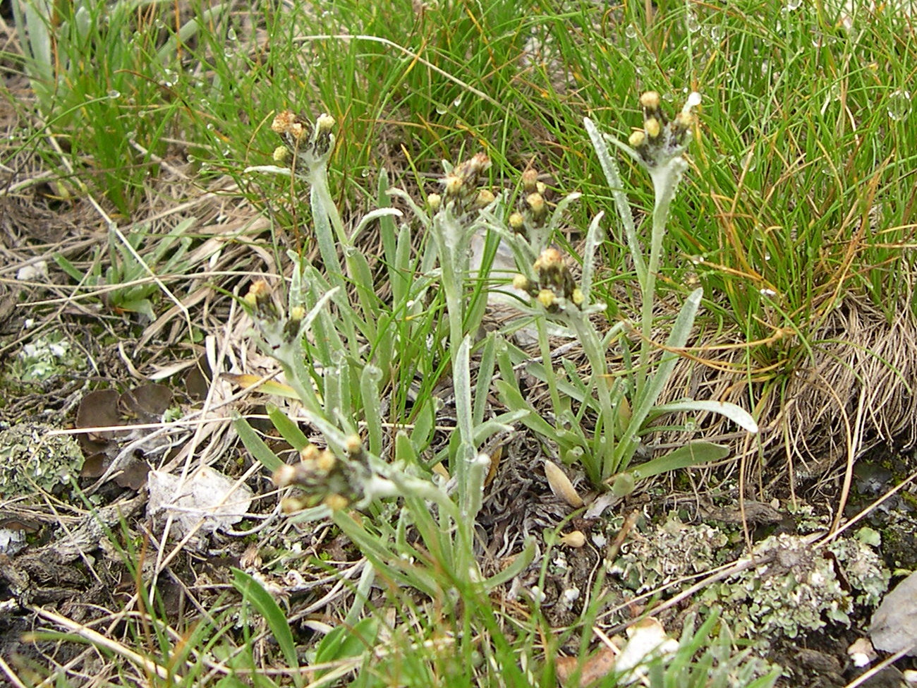 Afficher le média gnaphalium_hoppeanum1md gnaphalium_hoppeanum1md