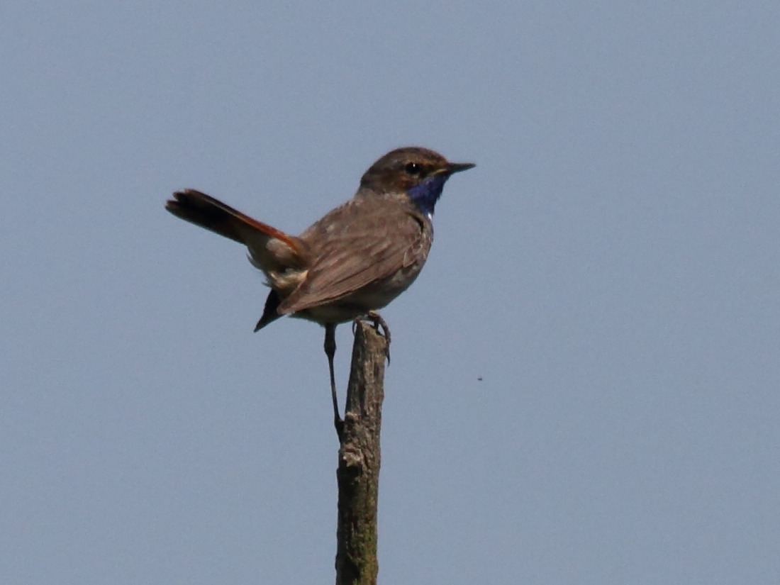 gorgebleue_a_miroir-_luscinia_svecica2bd