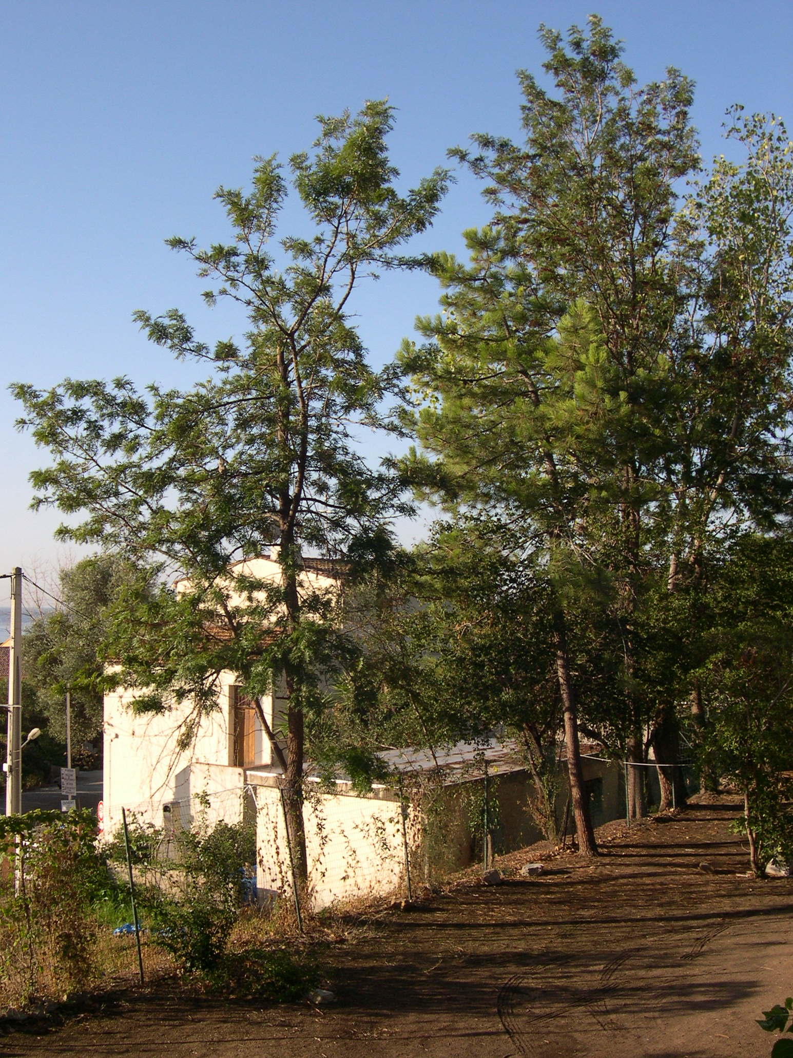 grevillea_robusta1md