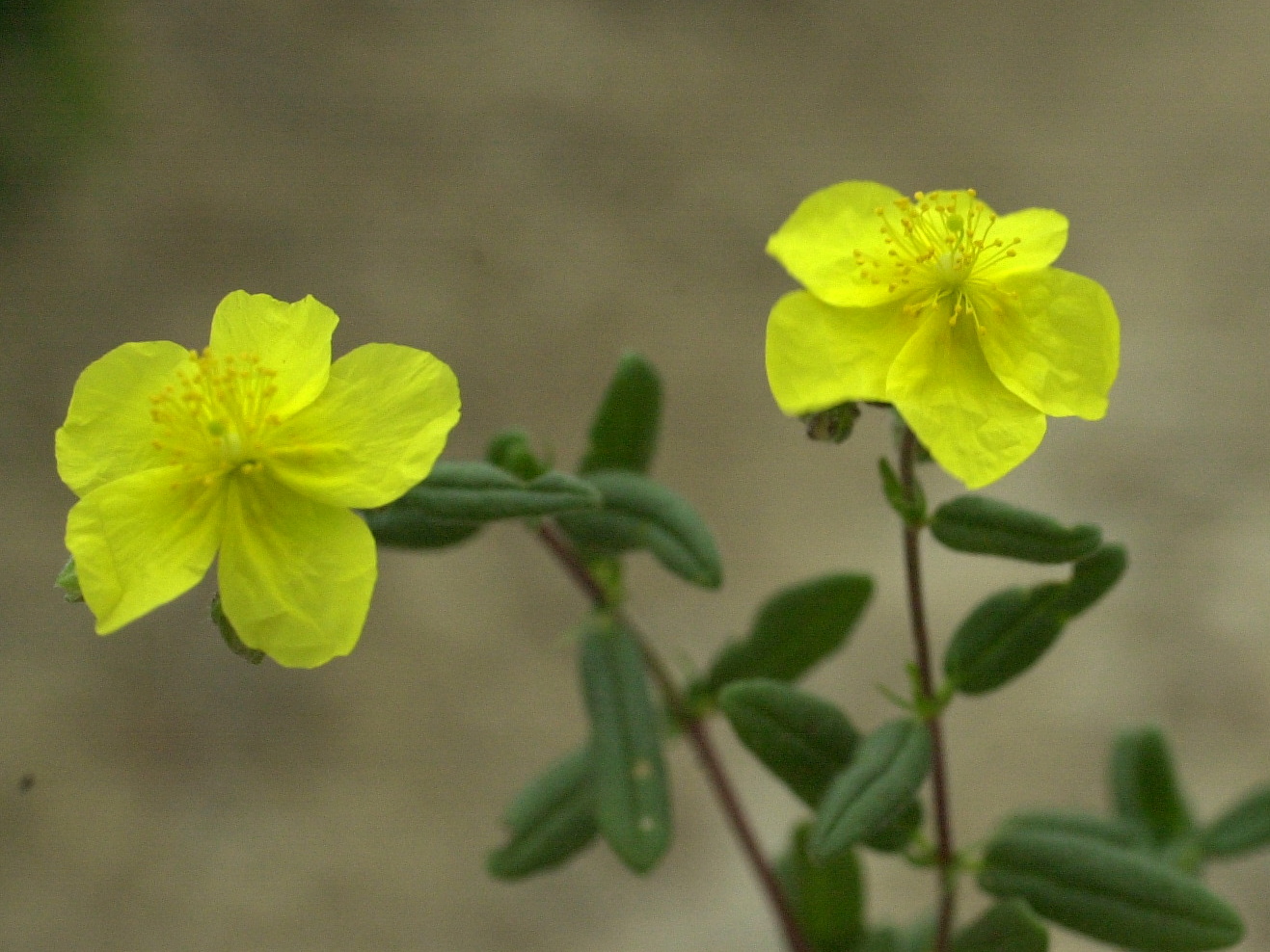 helianthemum_hirtum1md