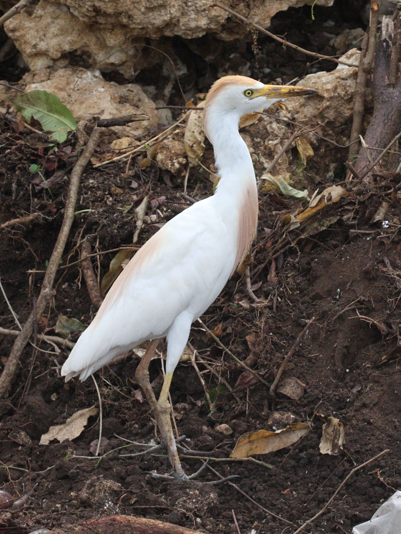 heron_gardeboeufs_-_bubulcus_ibis4md