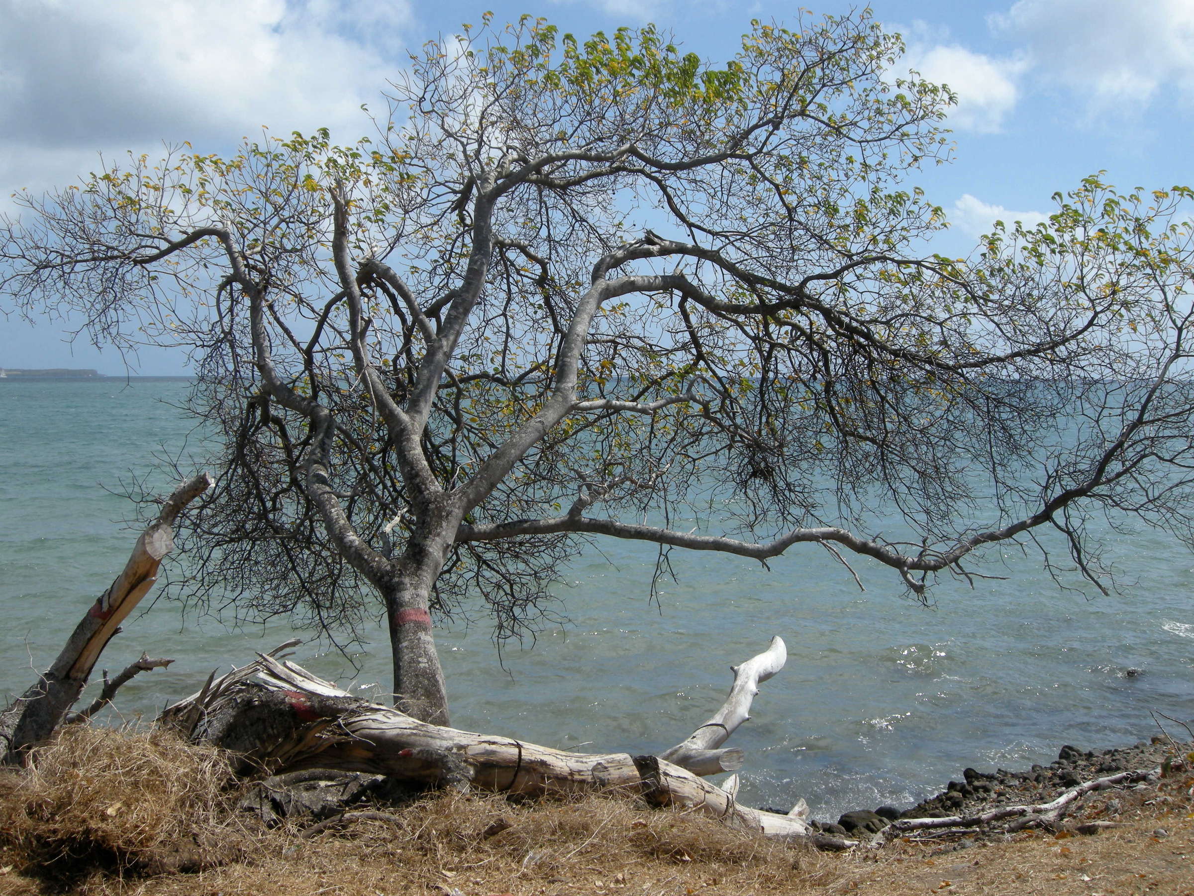 hippomane_mancinella2md