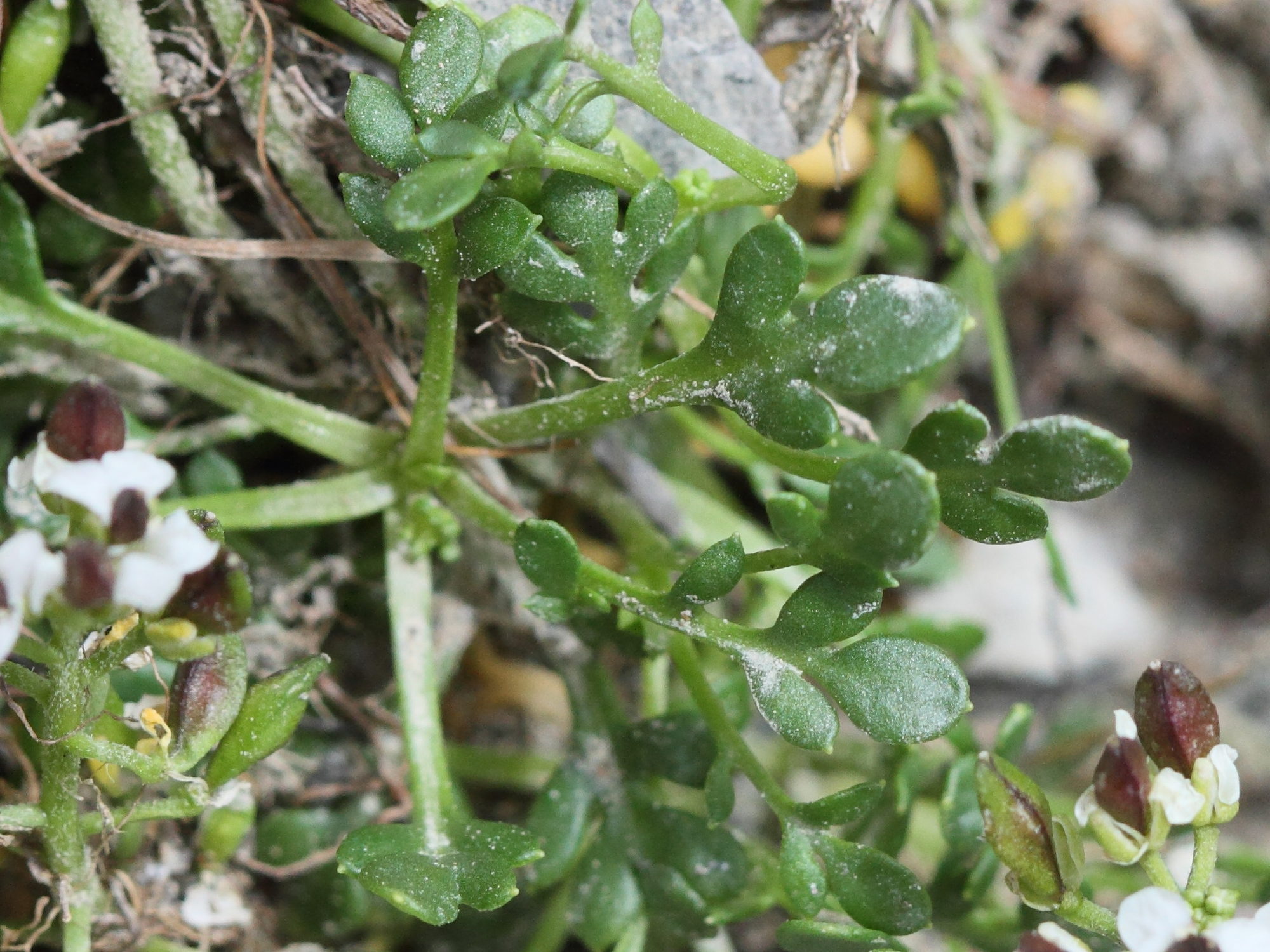 Afficher le média hornungia_alpina3bd hornungia_alpina3bd