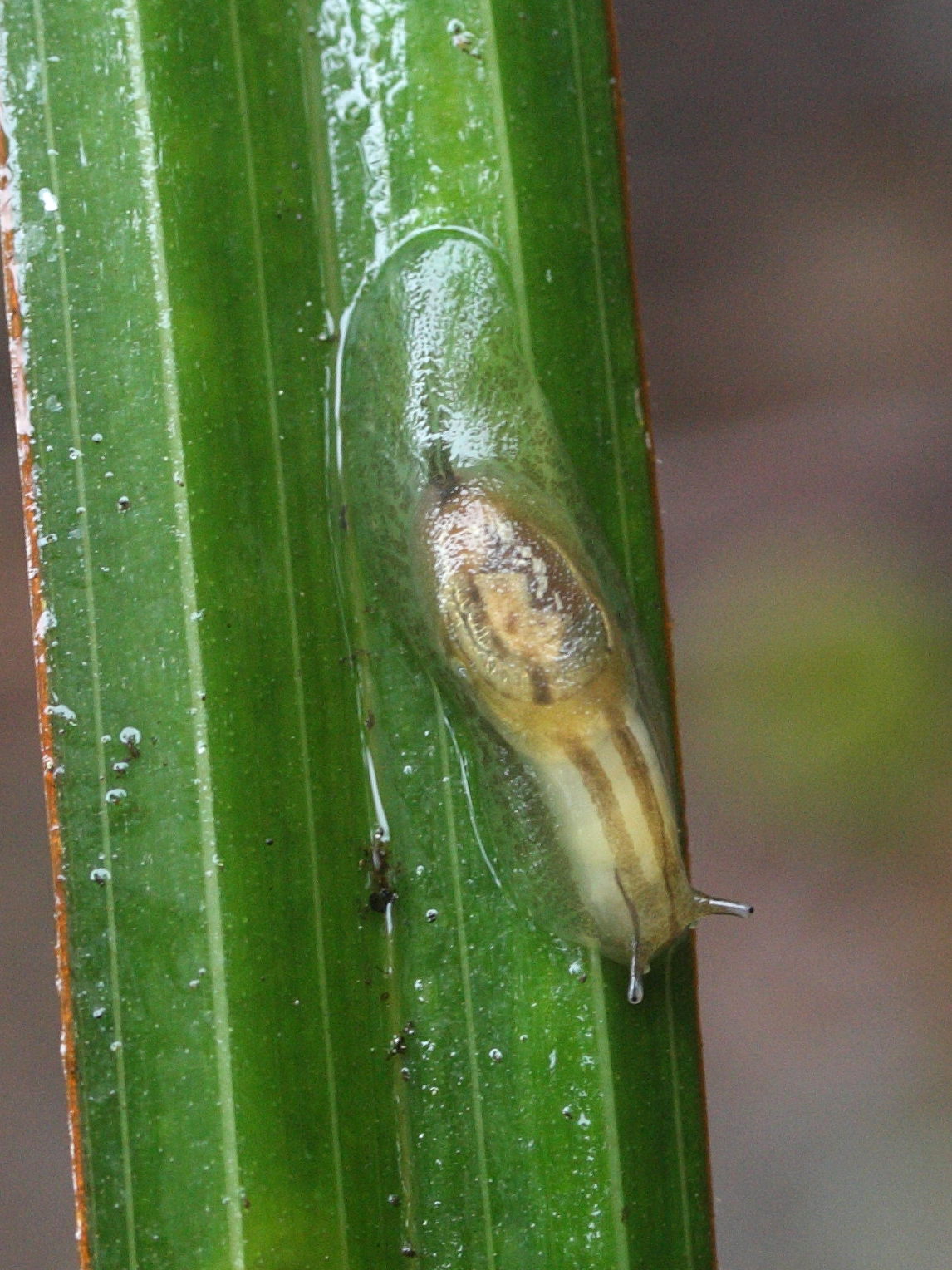 Afficher le média hyalimax_maillardi1md hyalimax_maillardi1md