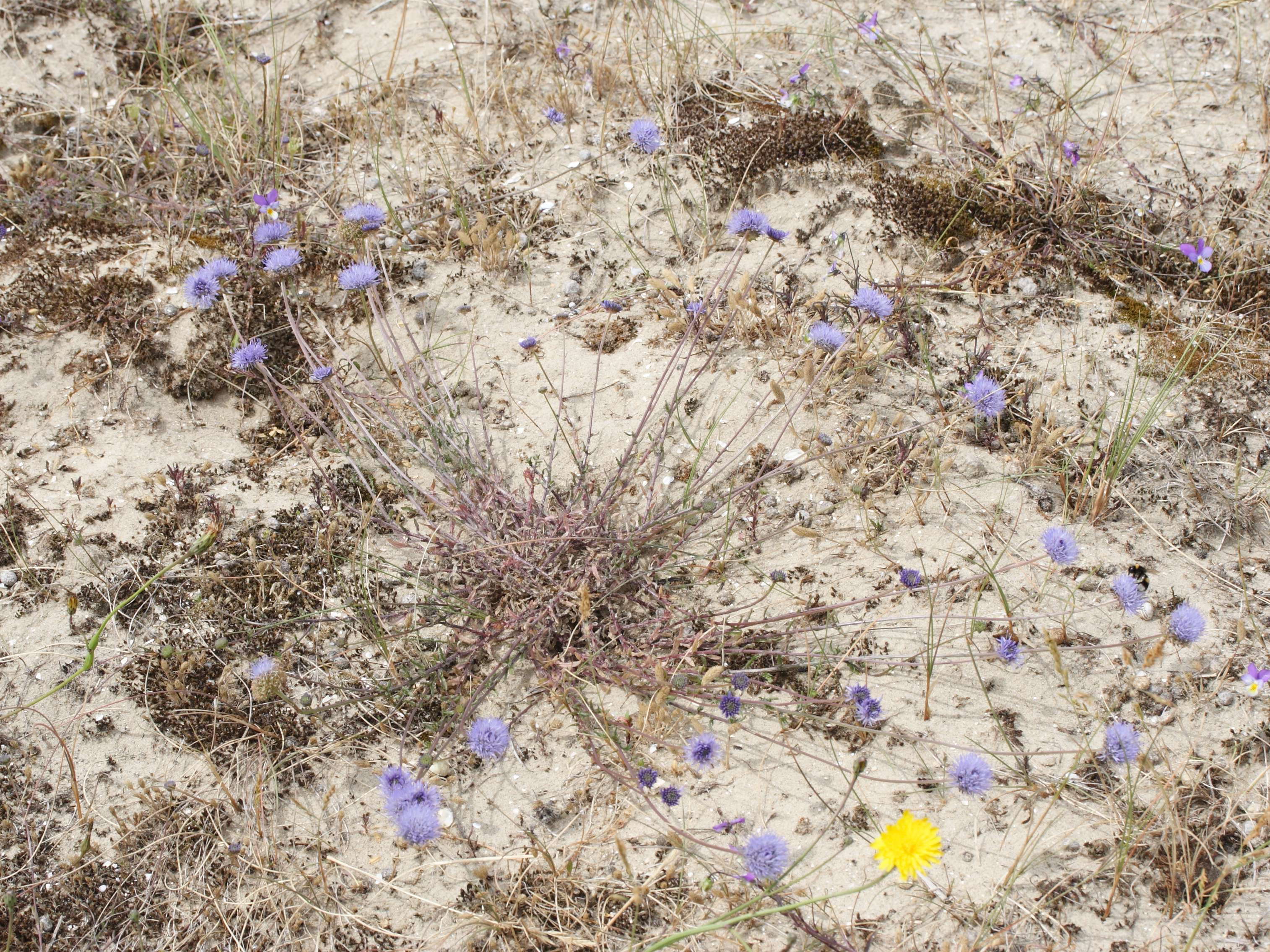 Afficher le média jasione_montana1md jasione_montana1md