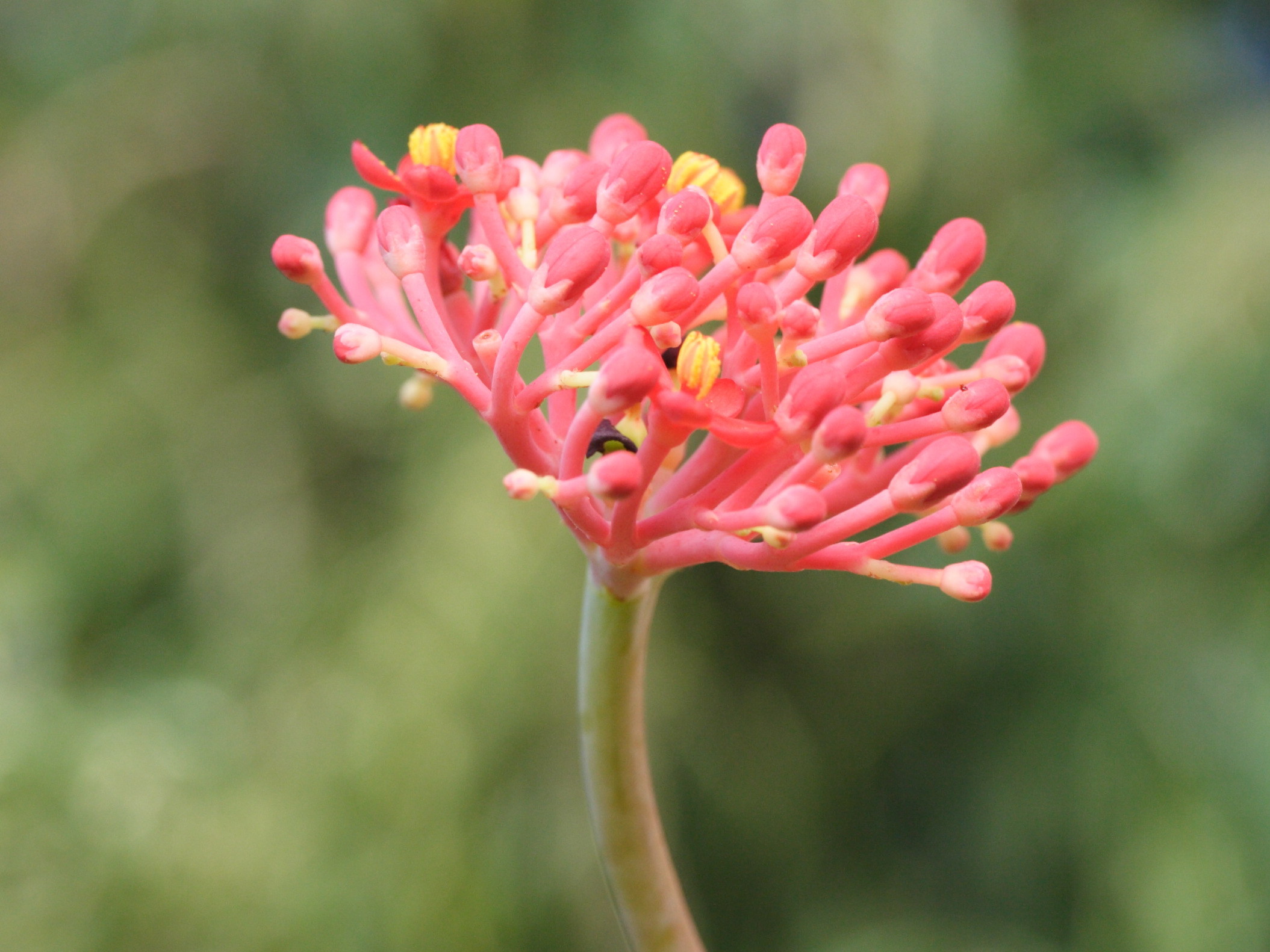 Afficher le média jatropha_multifida4md jatropha_multifida4md