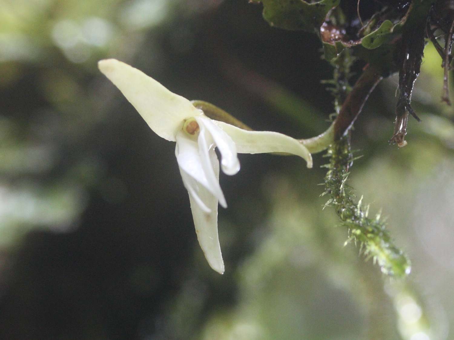 jumellea_triquetra3md