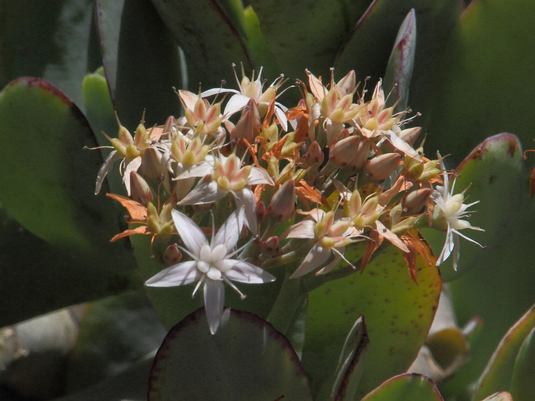 kalanchoe_dinklagei2md