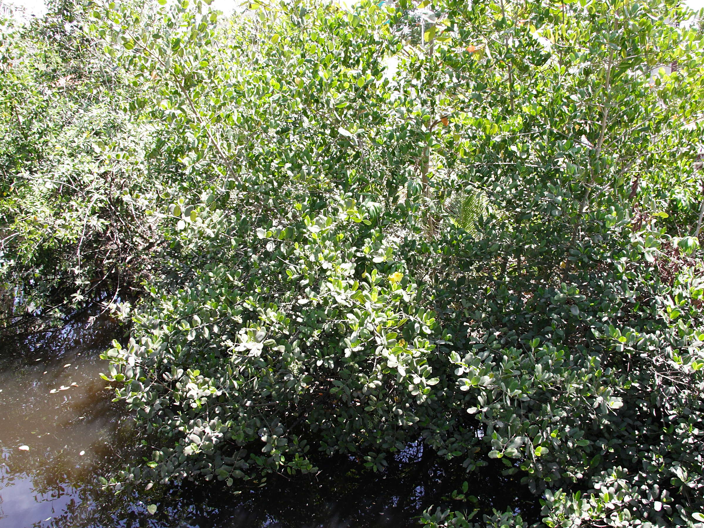 laguncularia_racemosa5md