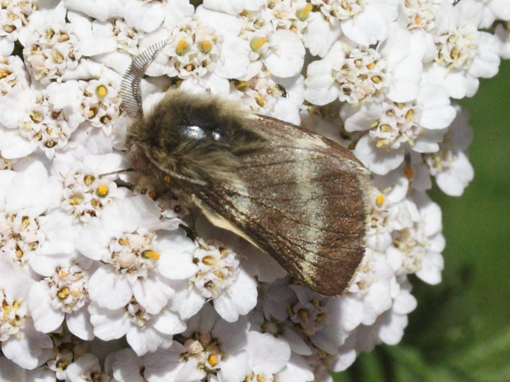 malacosoma_alpicola1md