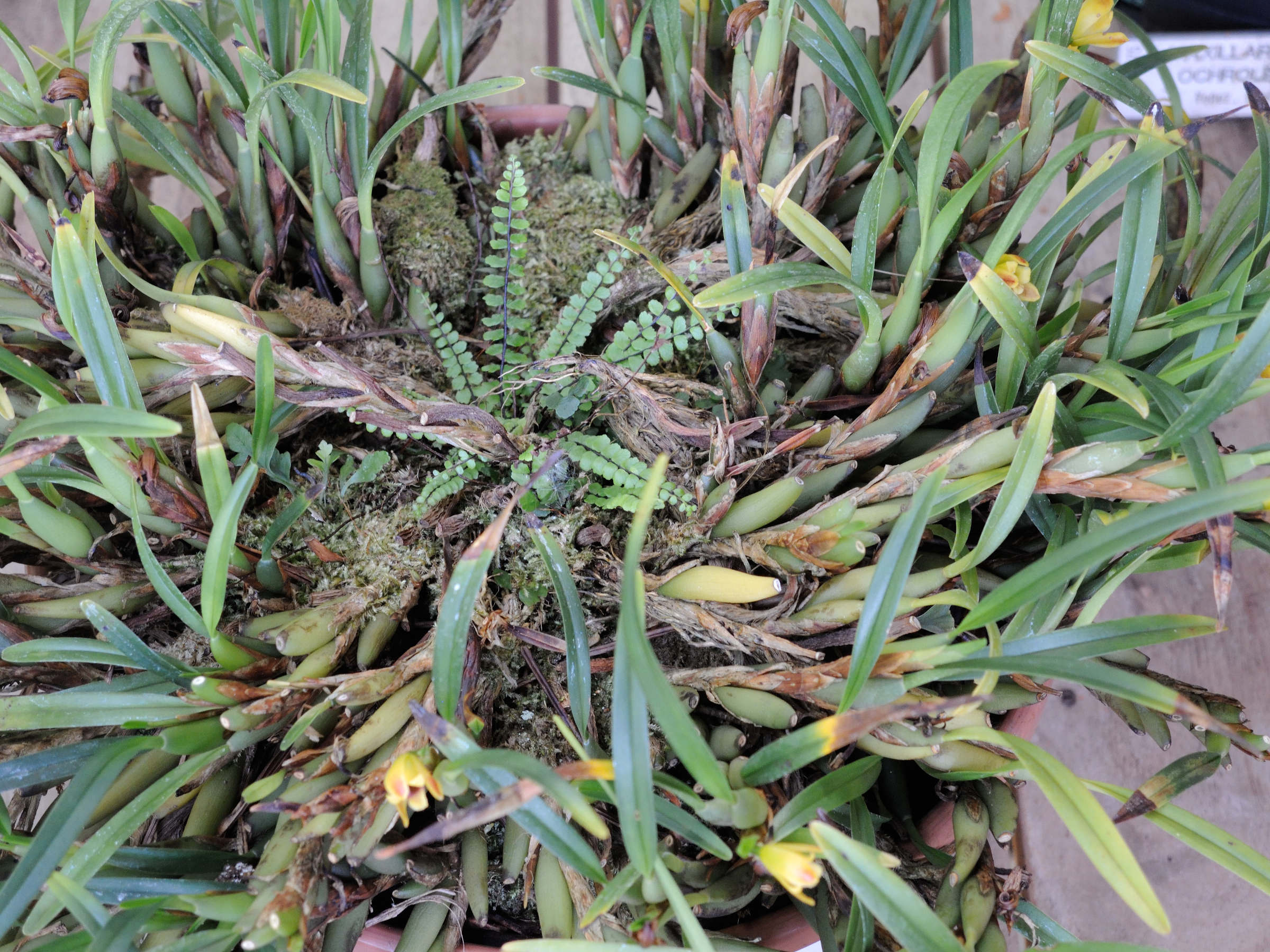 Afficher le média maxillaria_variabilis3md maxillaria_variabilis3md