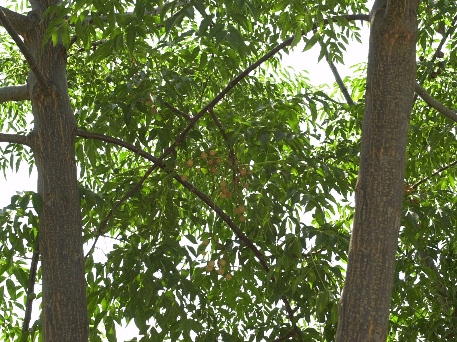 Afficher le média Melia_azedarach Melia_azedarach