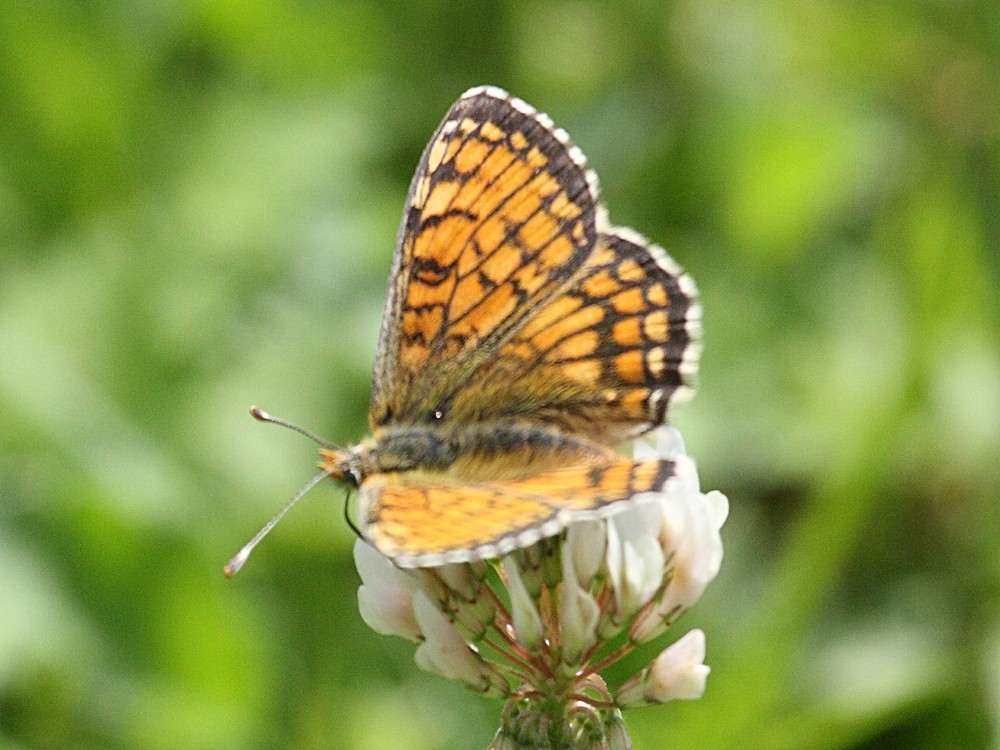 melitaea_parthenoides2bd