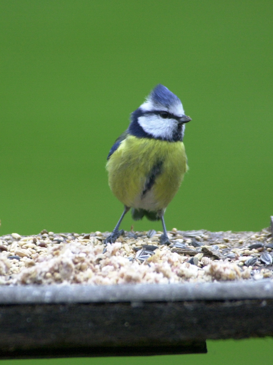 mesange_bleue_-_cyanistes_caeruleus4bd