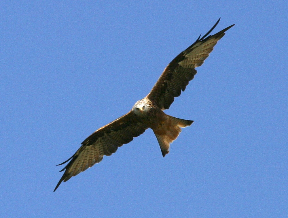 milan_royal_-_milvus_milvus4bd