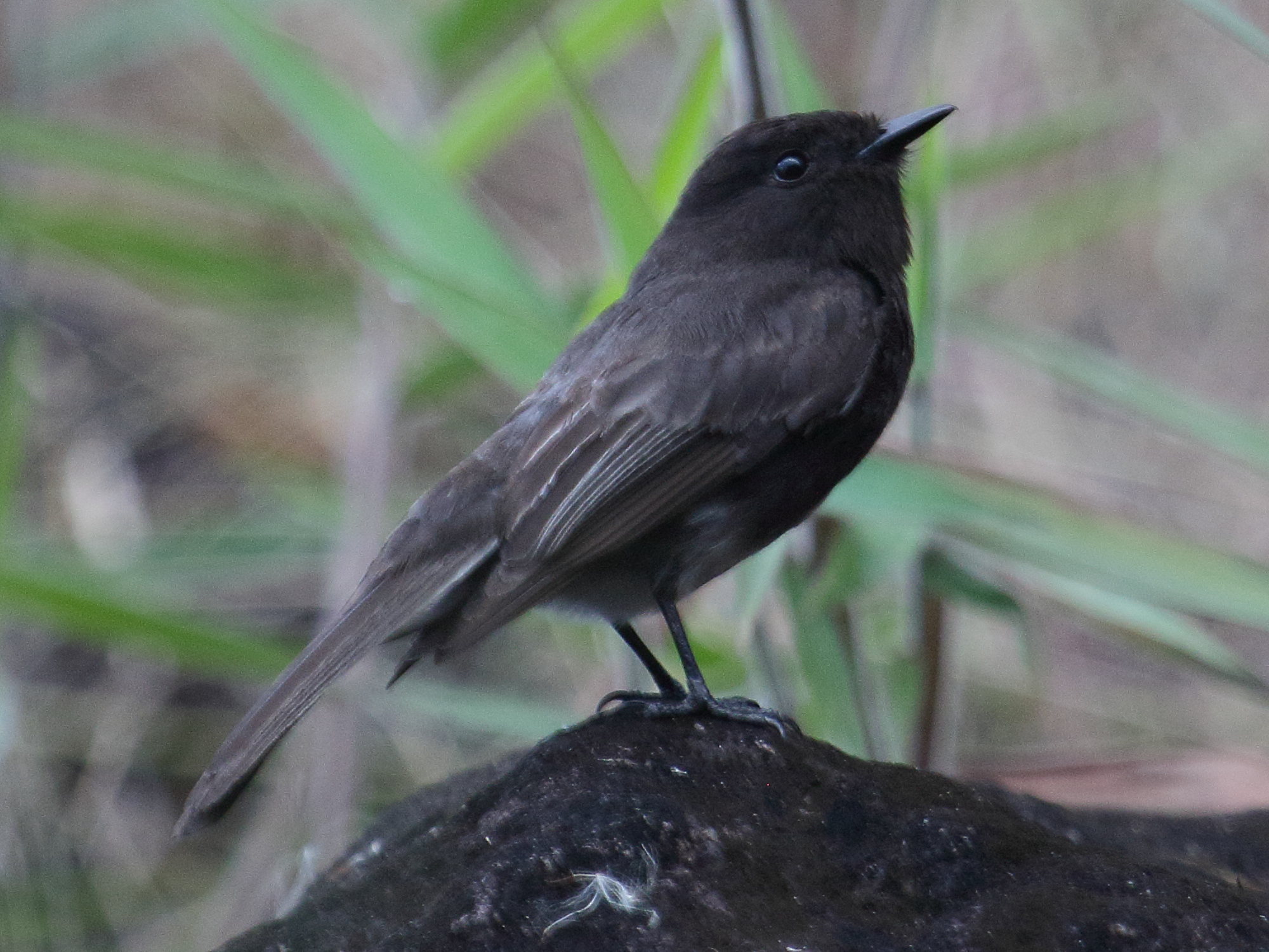 moucherolle_noir_-_sayornis_nigricans2bd