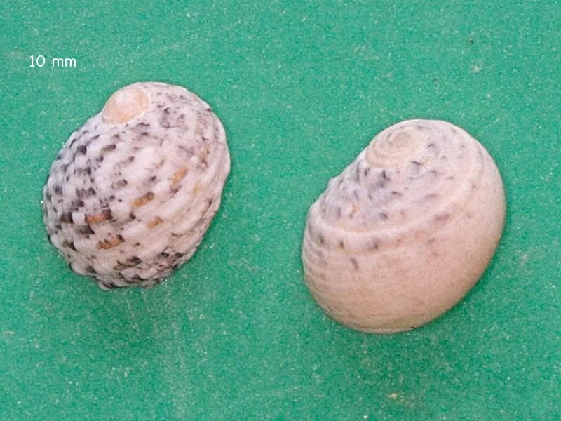 nerita_chamaeleon1md