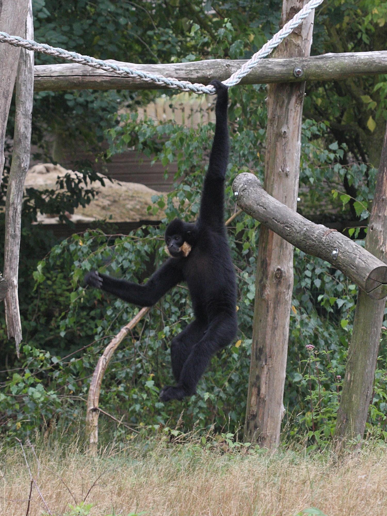 nomascus_gabriellae3bd