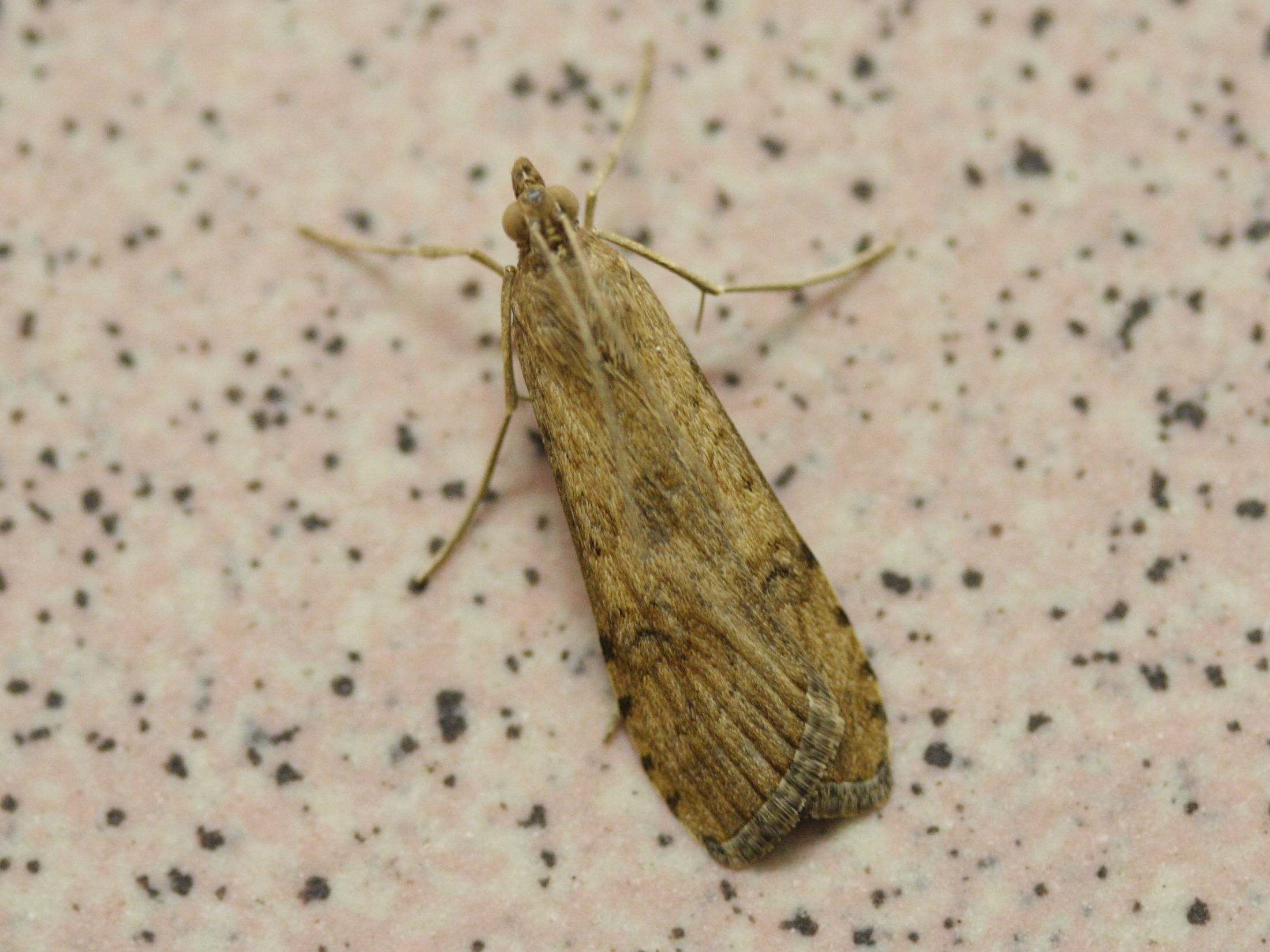 nomophila_noctuella4md